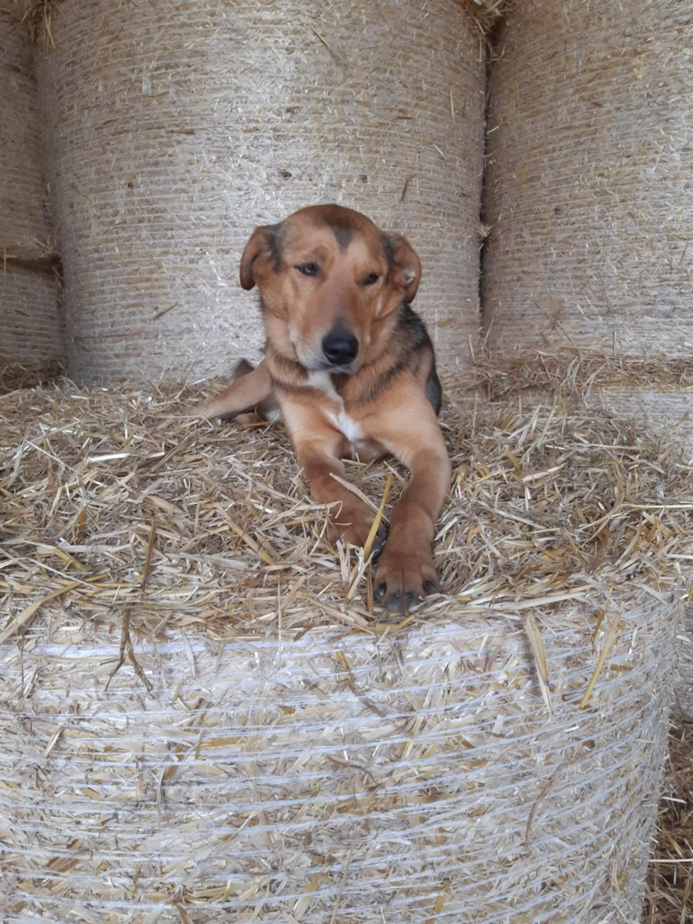 Animals, Pets in Chambres d'Hôtes Domaine du Bois-Basset