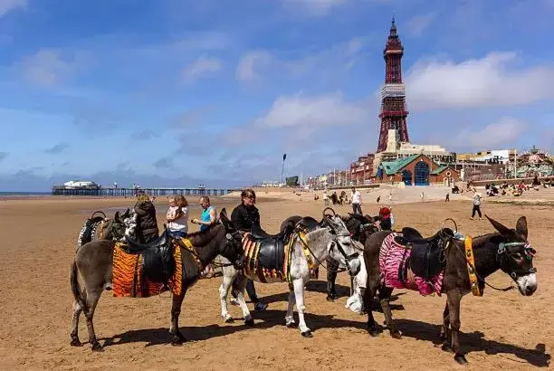 Horseback Riding in The Cosy Nook