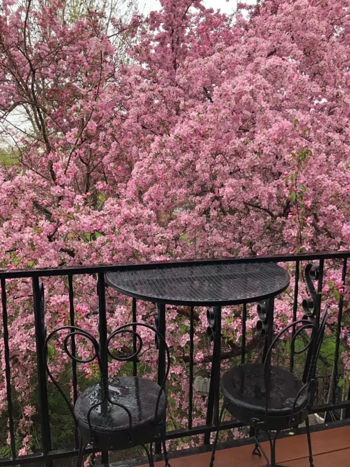 Garden view in Chamberlin Inn Garden view in Chamberlin Inn