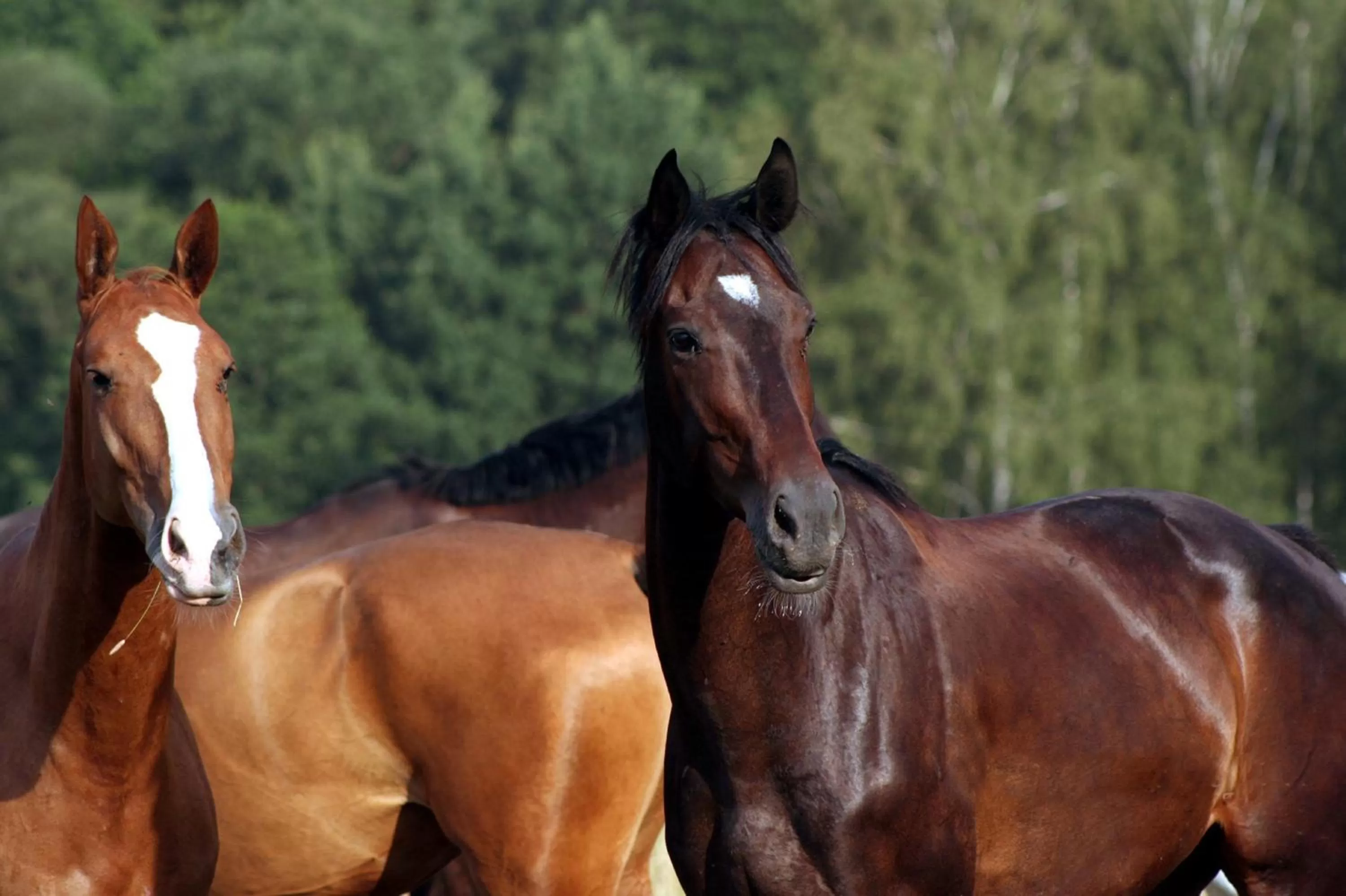 Animals in Hotel Farma Vysoká