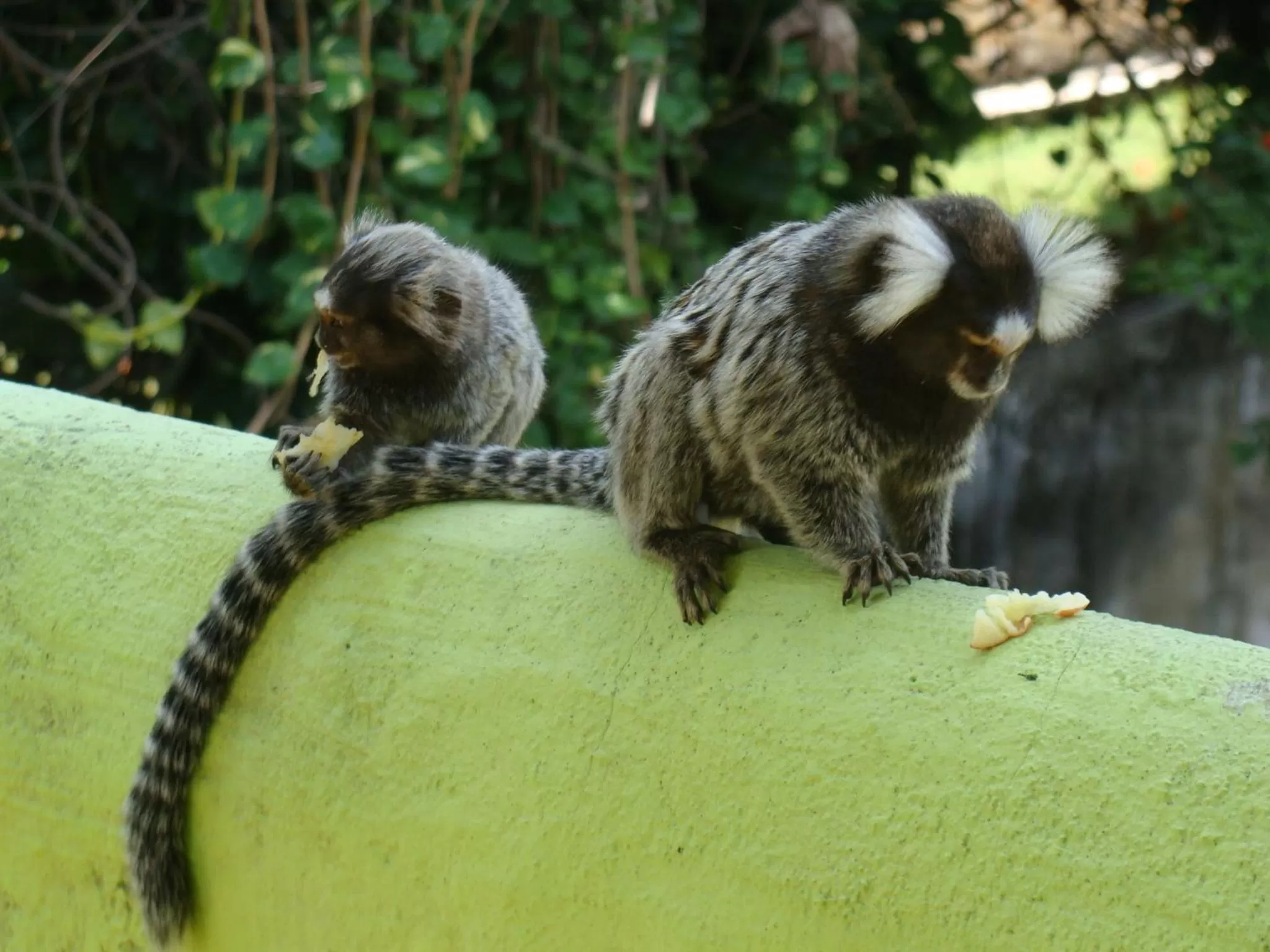 Animals, Other Animals in Bamboo Flat