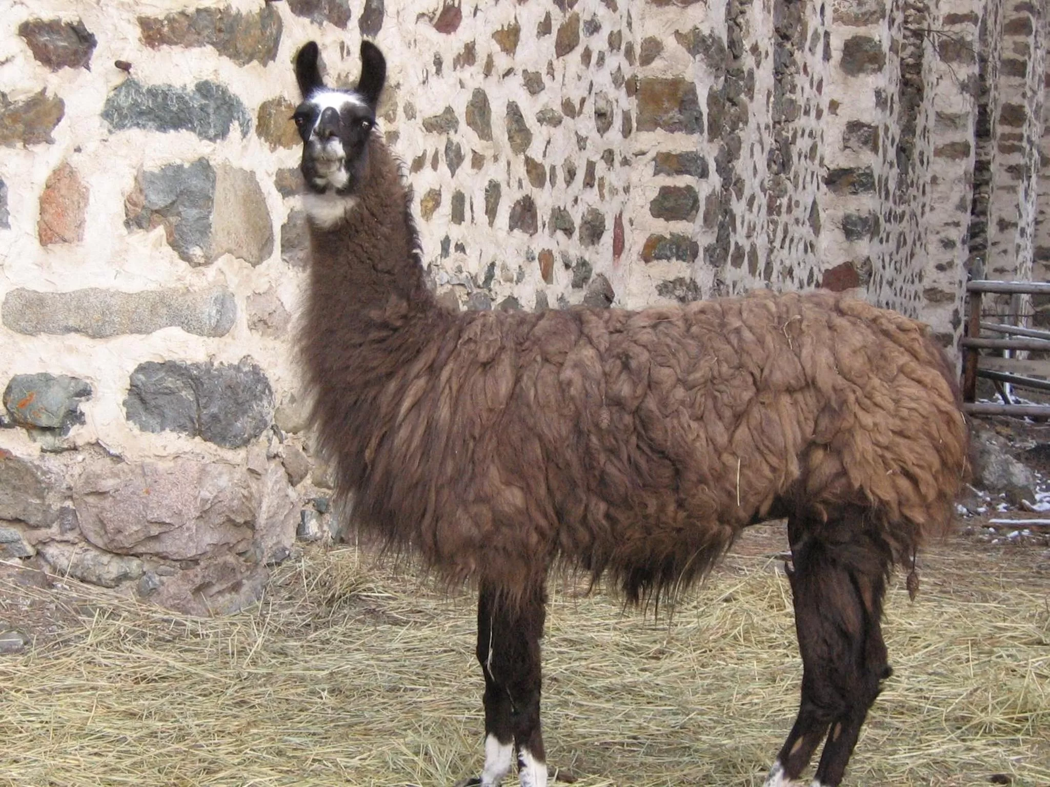Animals, Other Animals in Rainbow Lake Castle Resort