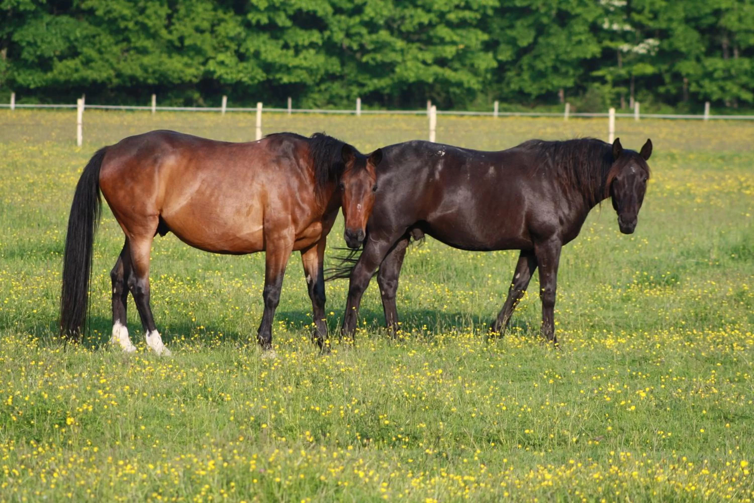 Garden, Other Animals in Chambres et Table d'Hôtes Les Machetières