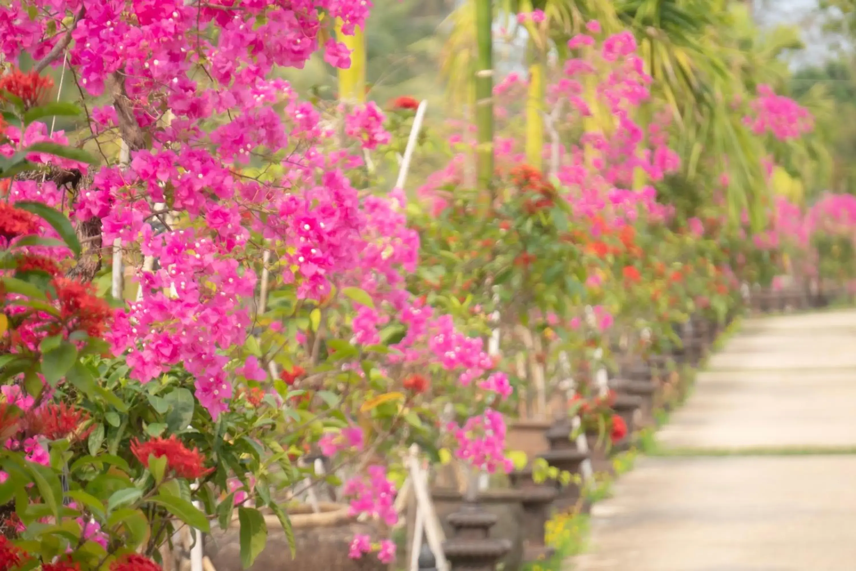 Garden in Mercury Phu Quoc Resort & Villas