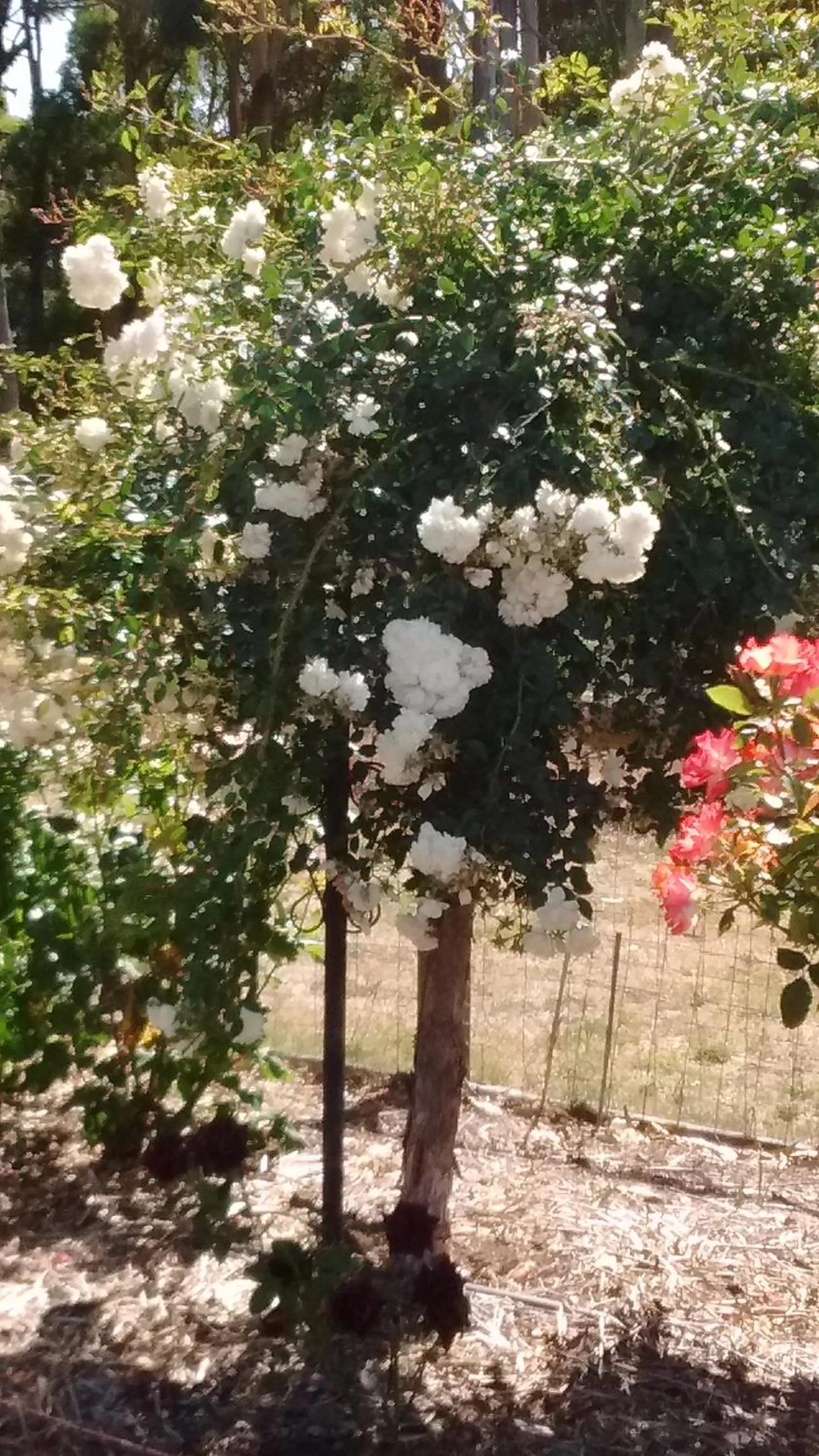 Spring in Rosewood Park Guest Suite