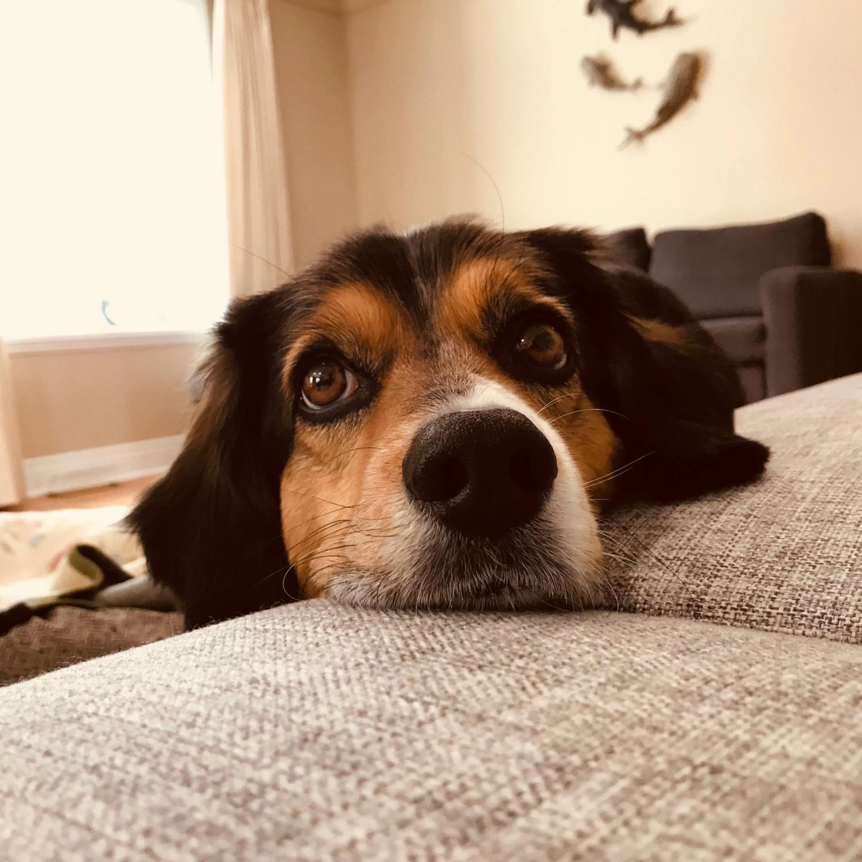 Pets in Wingate by Wyndham Kanata West Ottawa