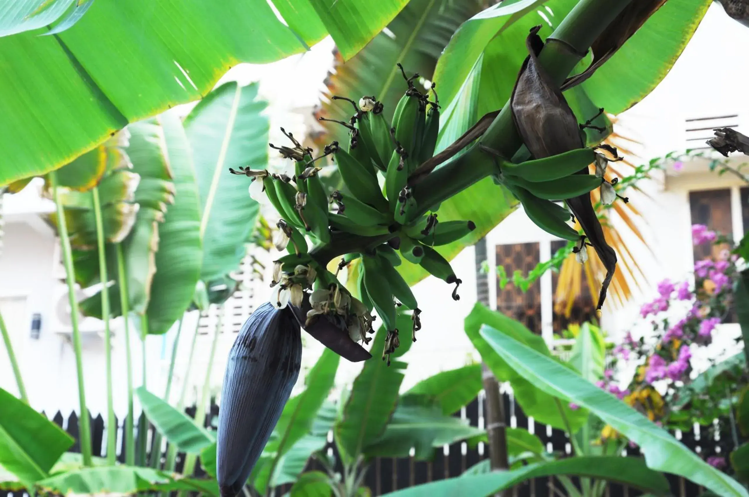 Garden, Other Animals in Angkor Panoramic Boutique Hotel