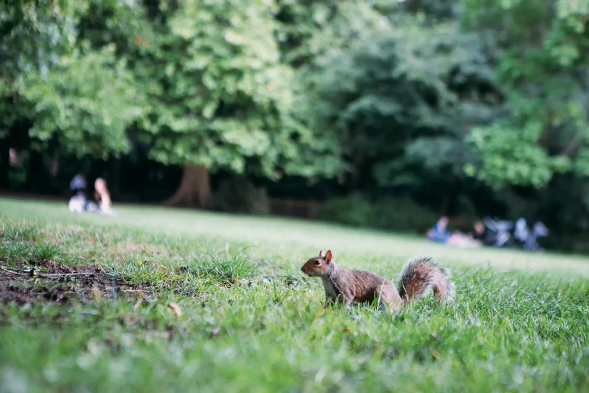 Neighbourhood, Other Animals in Safestay London Kensington Holland Park