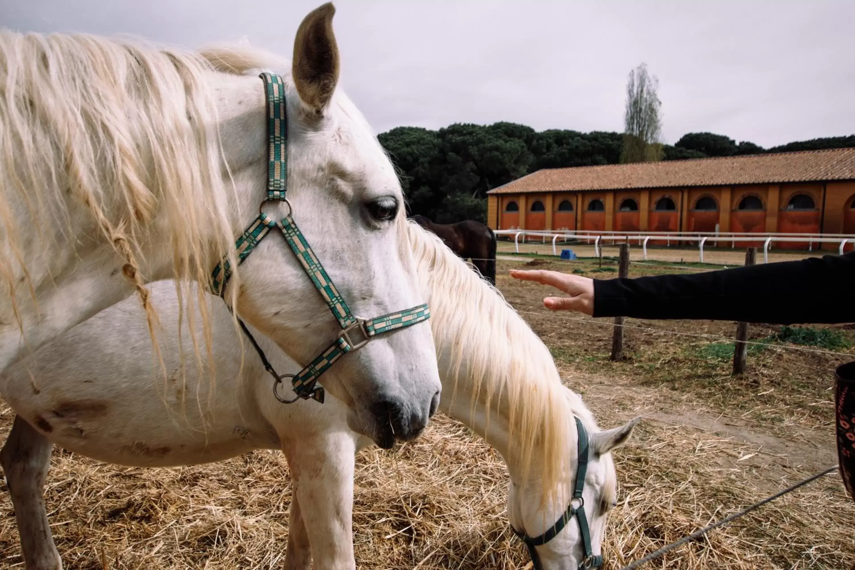 Other Animals in Casale La Sterpaia