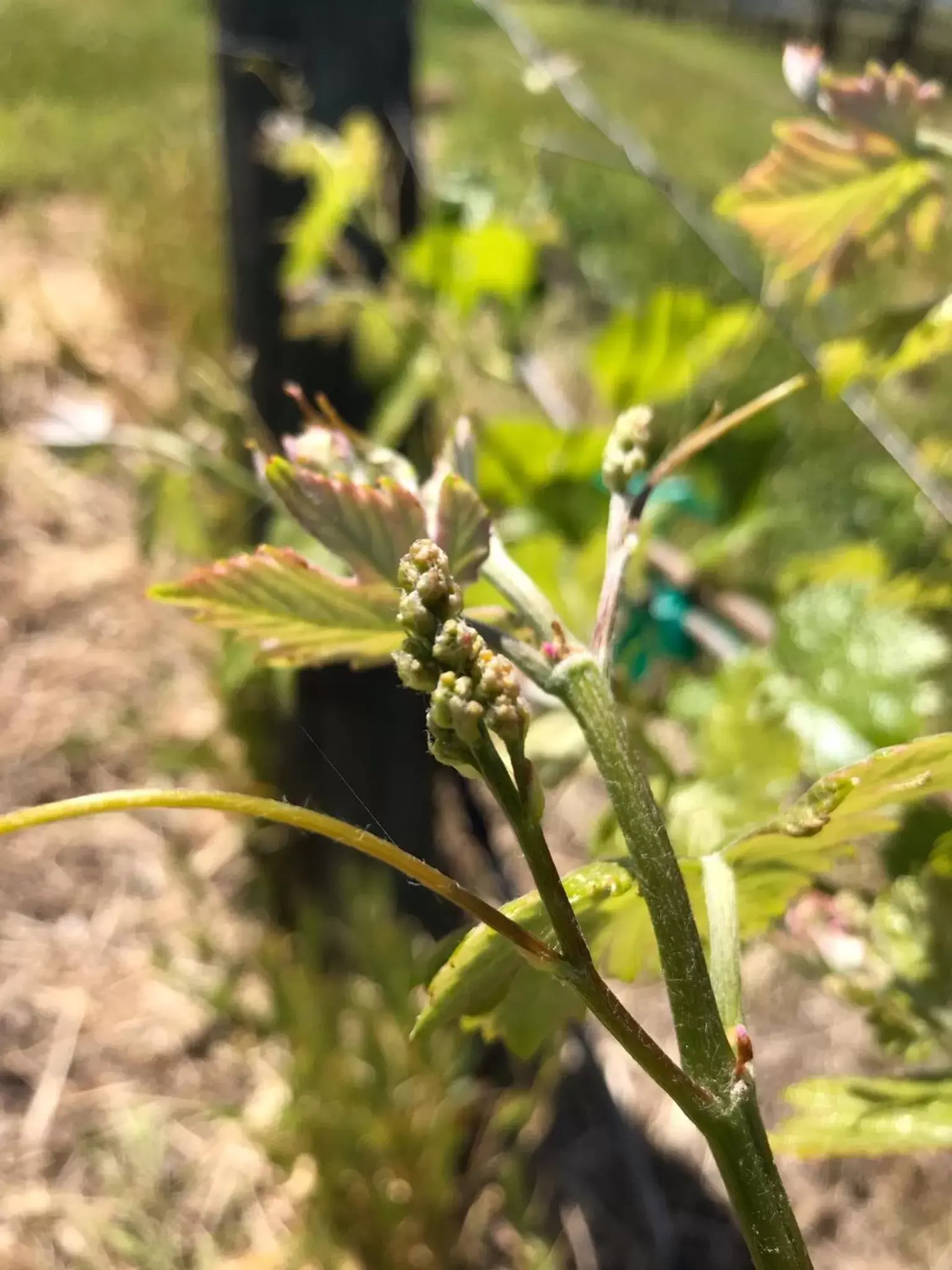 Natural landscape, Other Animals in The Eden House Vineyard