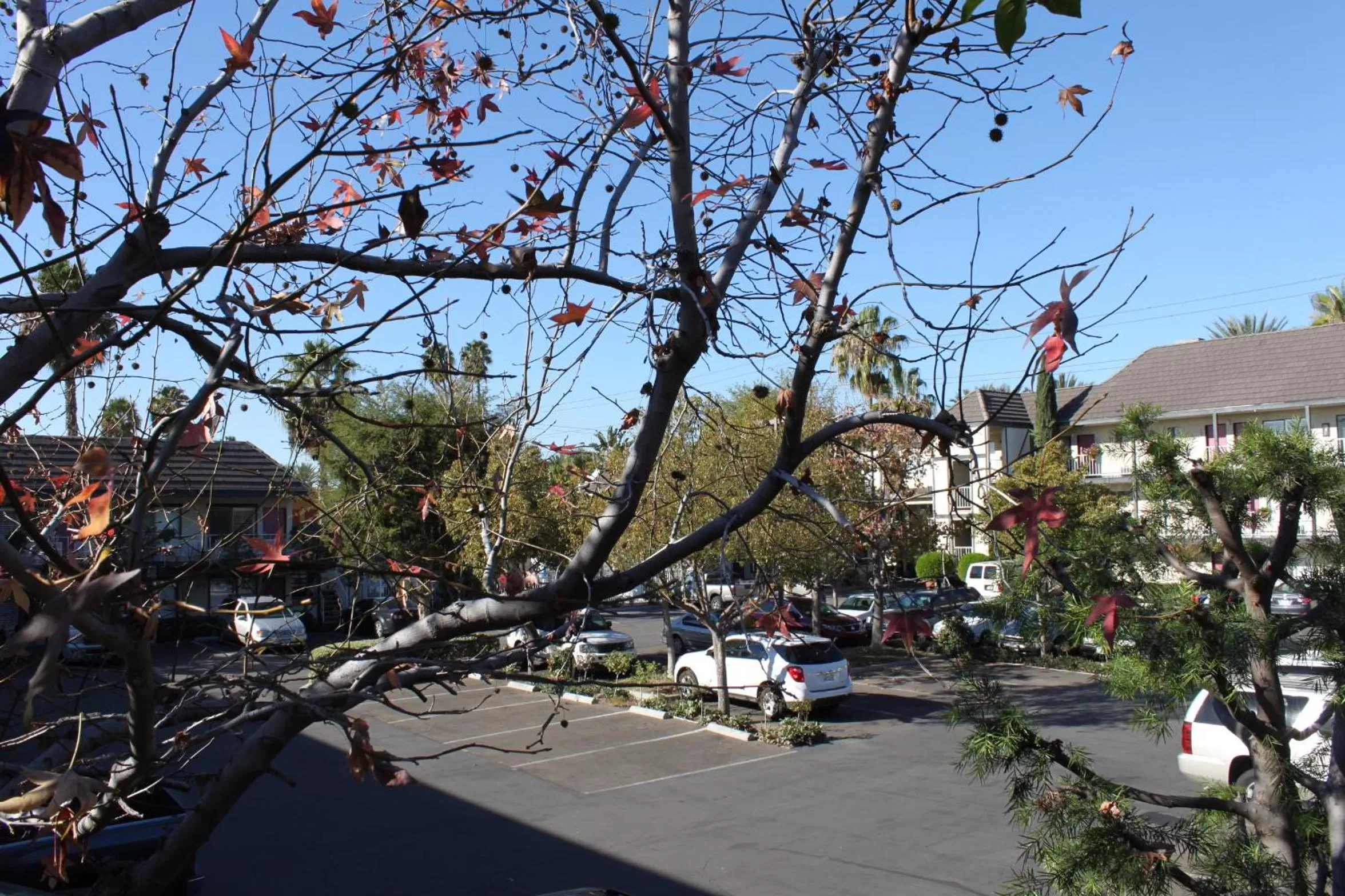 Day in Alamo Inn and Suites - Convention Center