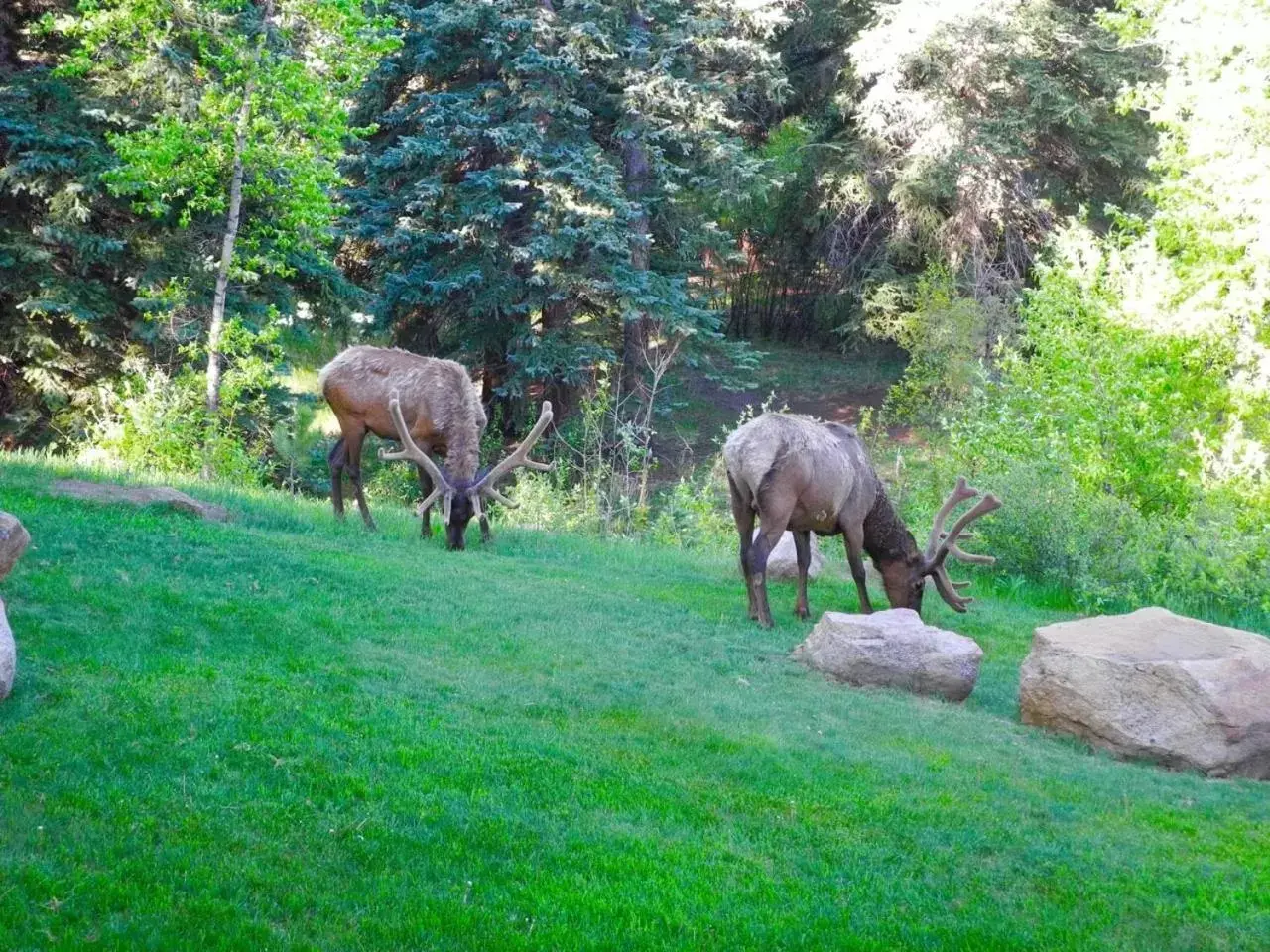 Other Animals in Romantic RiverSong Inn