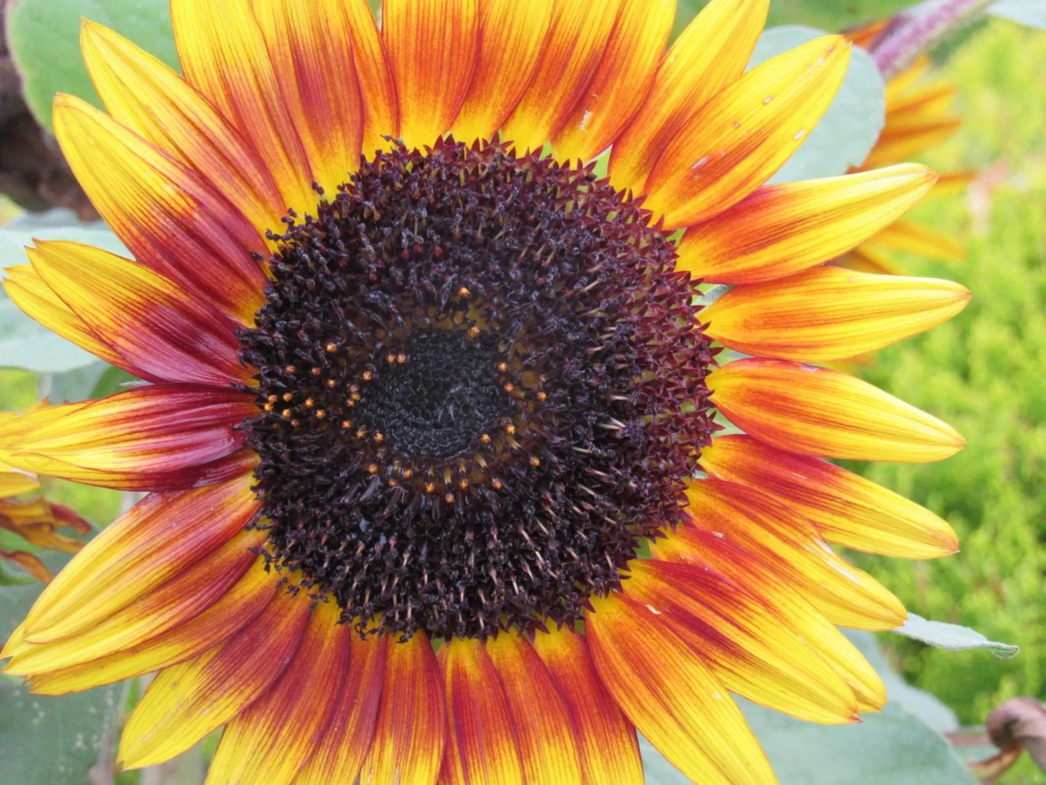 Other in Walla Walla Garden Motel