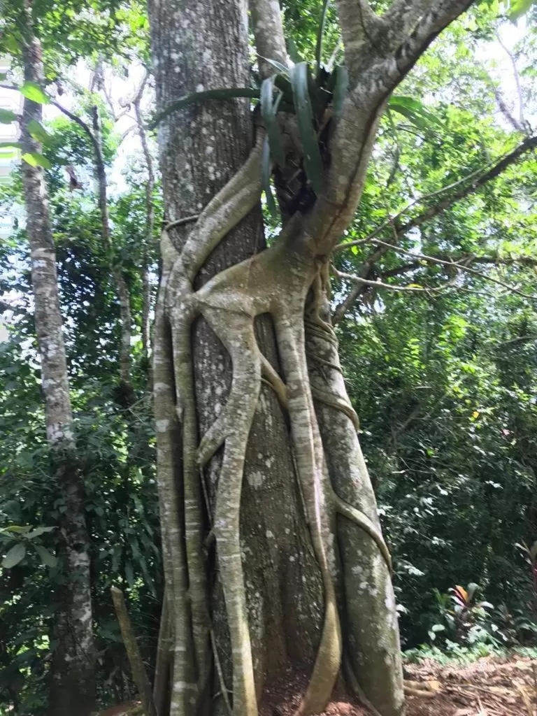 Hiking in Hotel Green Mountain turrialba