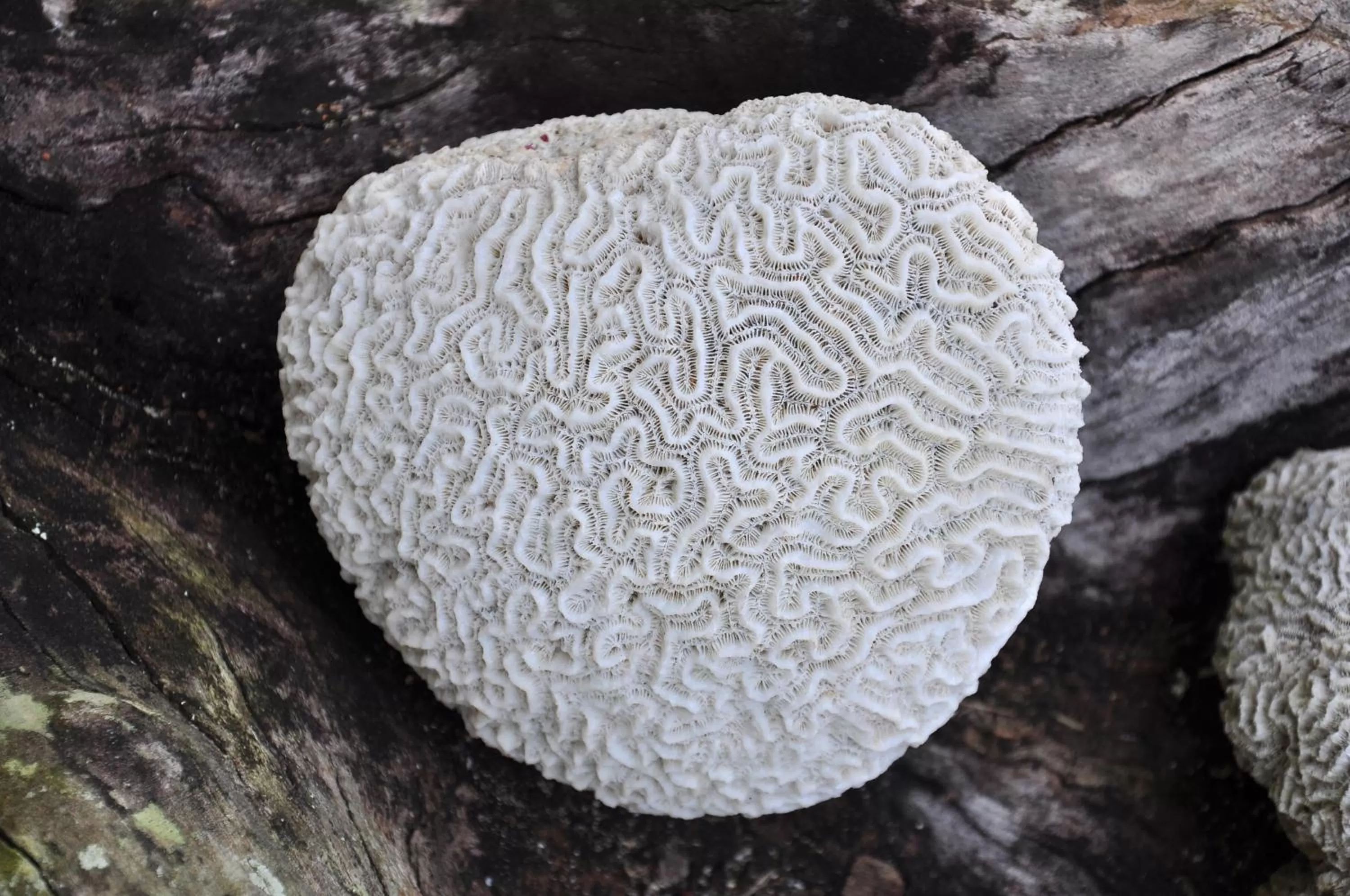 Property logo or sign in Cabarete Maravilla Eco Lodge Boutique Beach Surf Encuentro, Kite, by AA Crypto Group