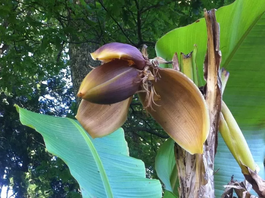 Garden in MaisonMazerand