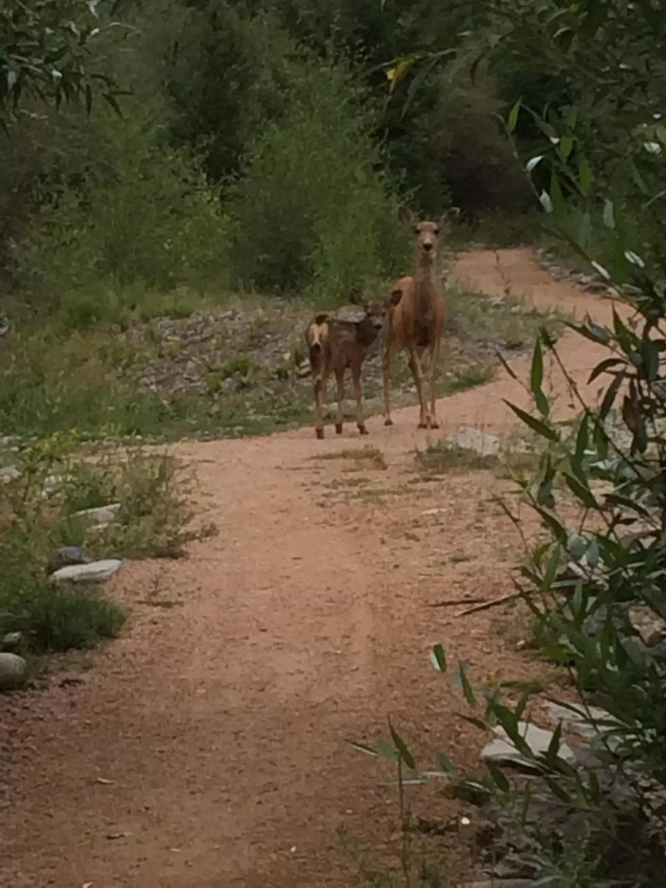 Other Animals in The North Face Lodge