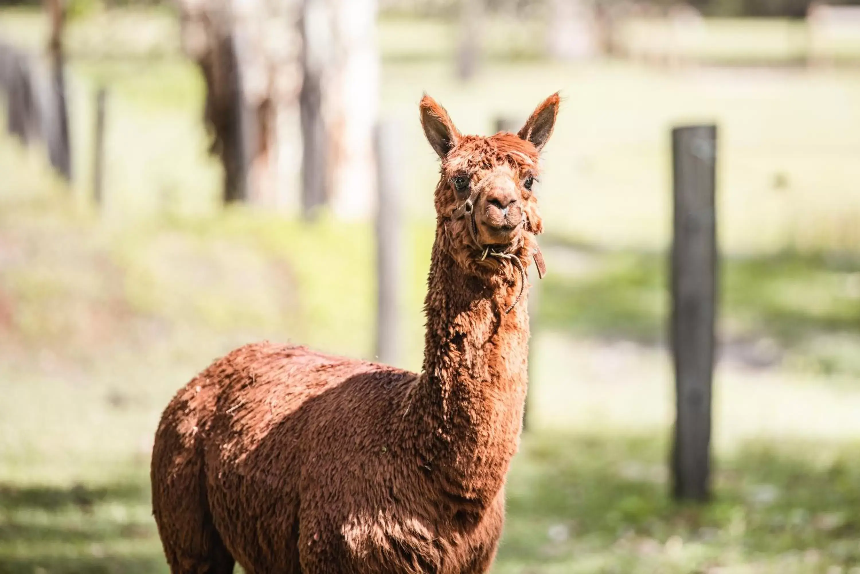 Other Animals in Lake Weyba Cottages Noosa