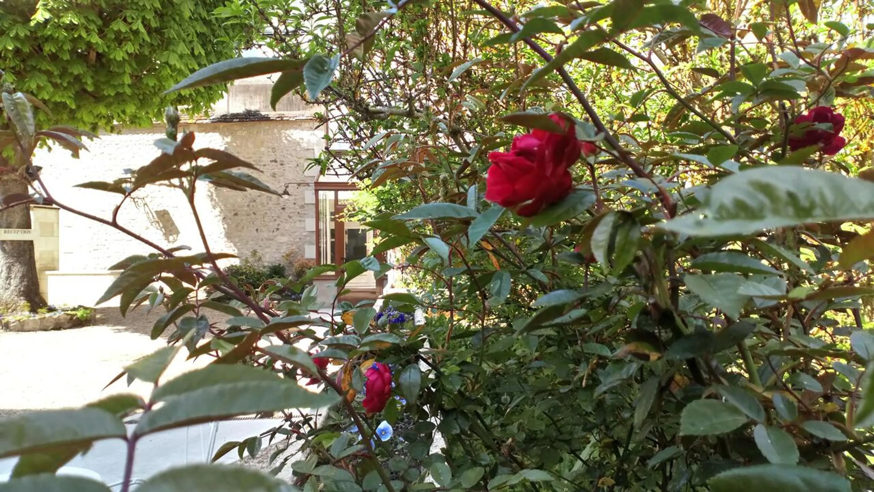 Garden in Hôtel Grand Monarque