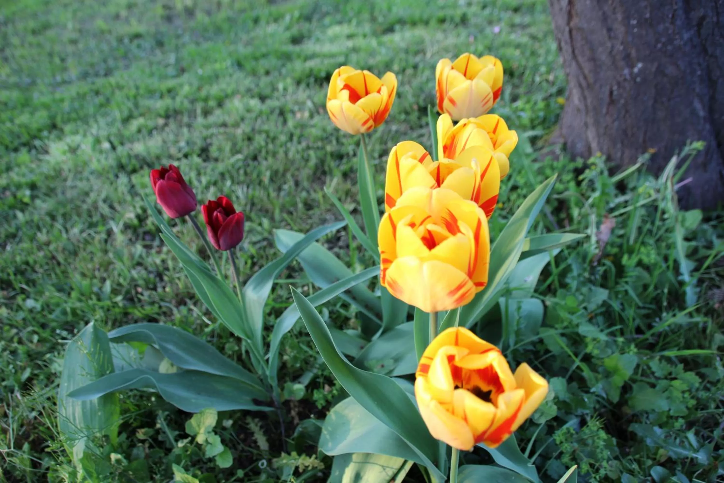 Garden in La Rose des Vents