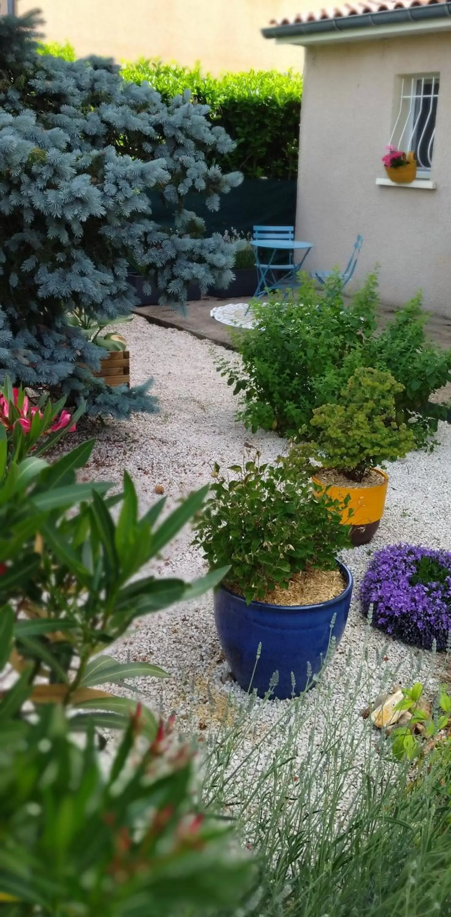 Garden view, Garden in Fleurs de Cosmos