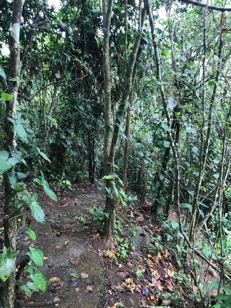 Hiking in Hotel Green Mountain turrialba