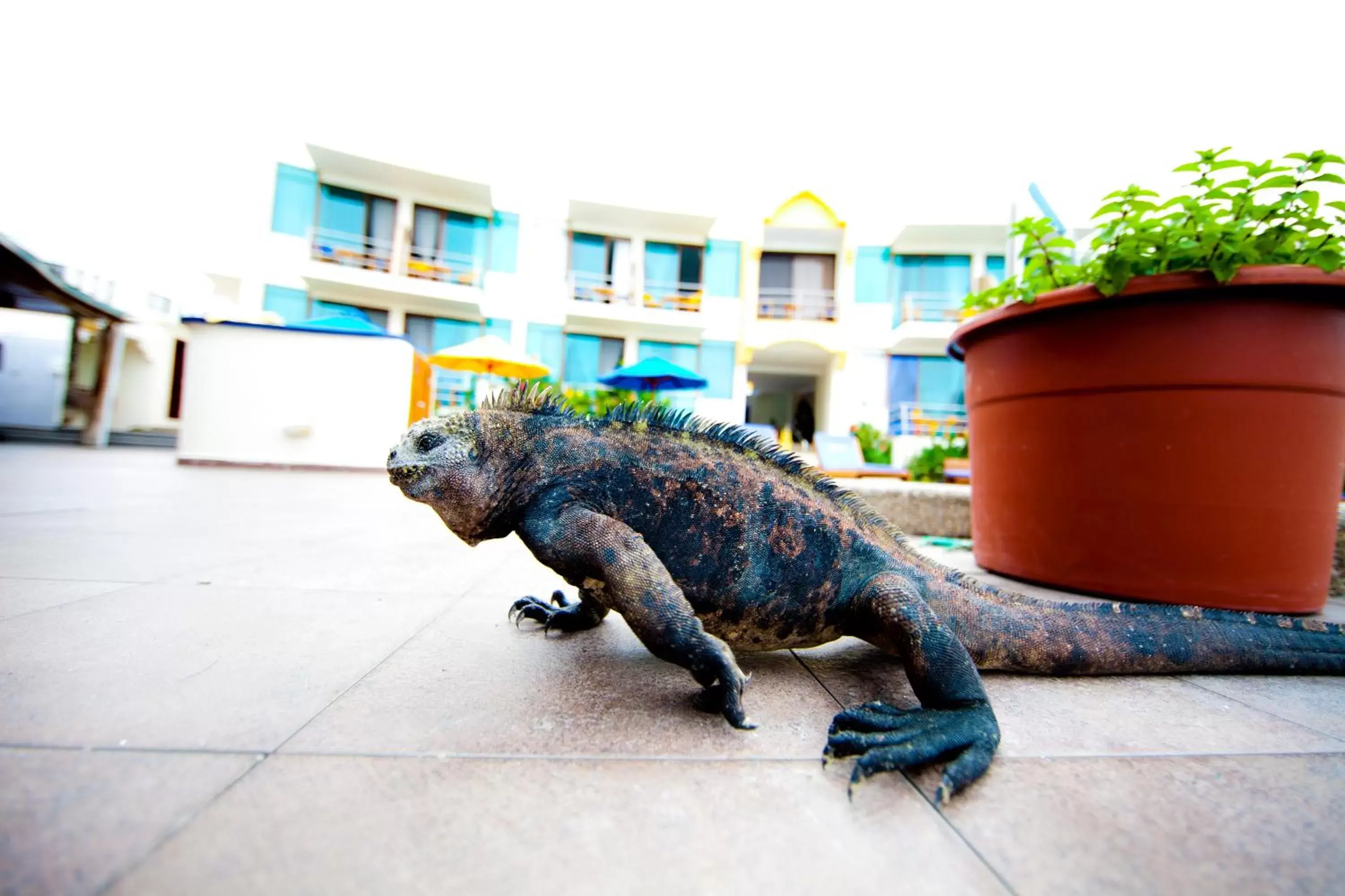 Facade/entrance, Other Animals in Hotel Solymar