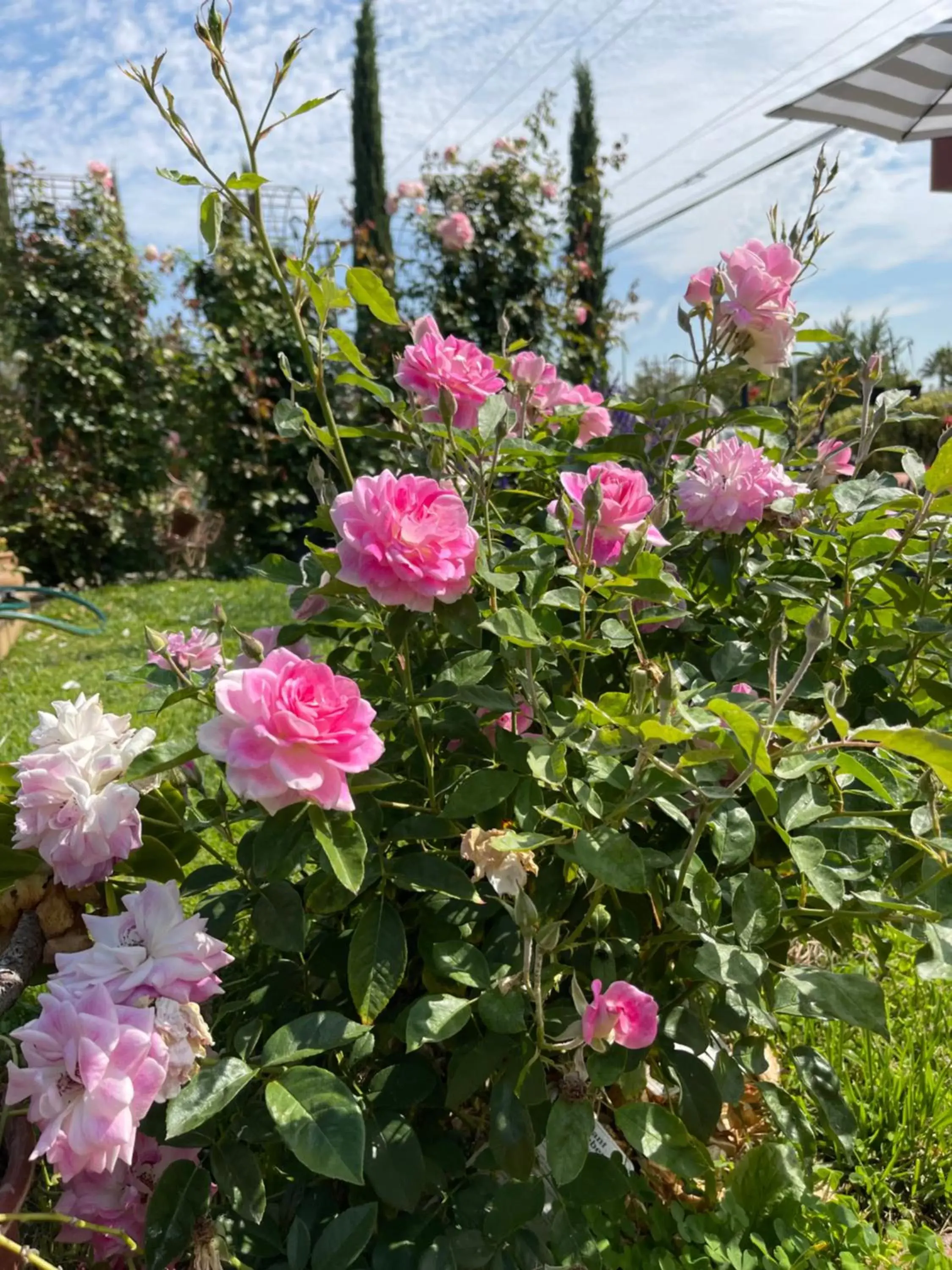 Garden in Chardonnay Lodge