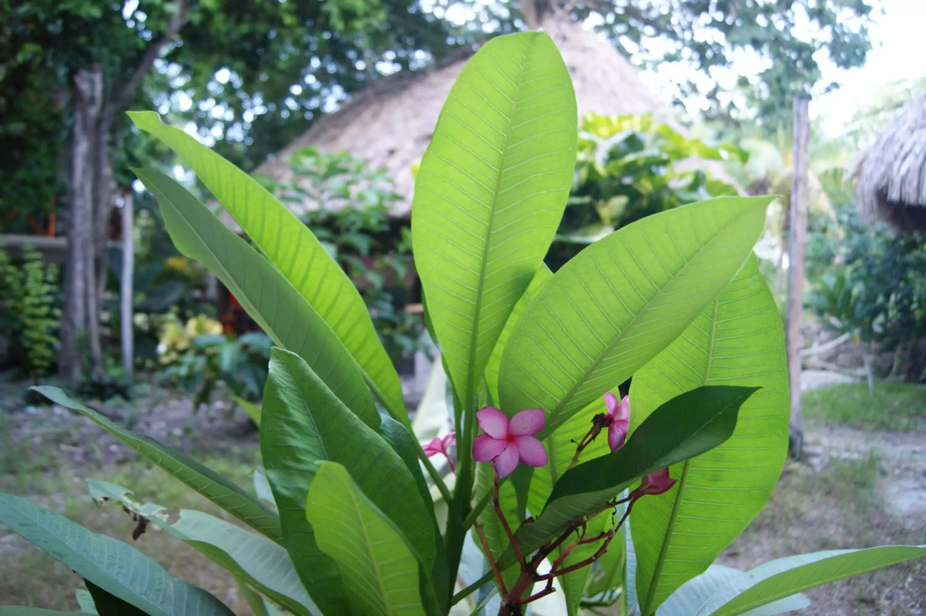 Garden in Hotel Pancho Villas Bacalar Vista a Laguna