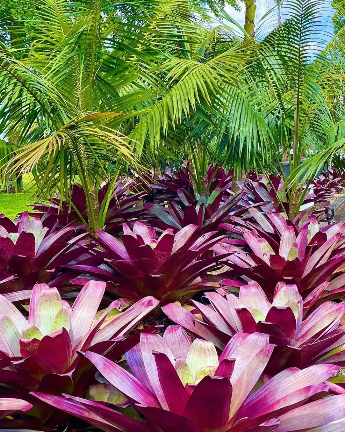 Garden in Stay Kerikeri