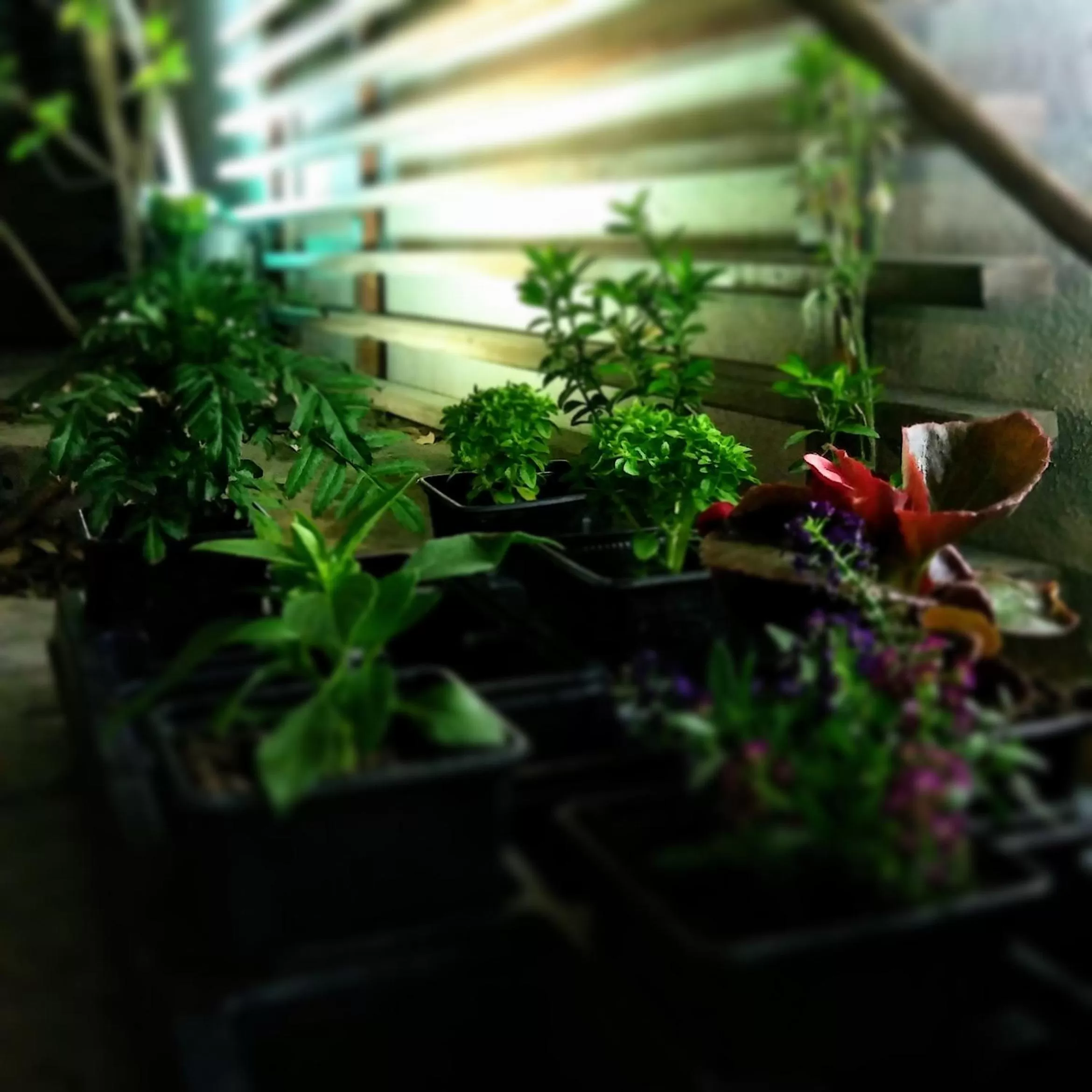 Garden in Marelia hotel