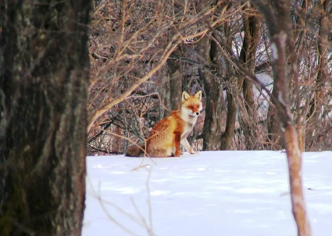 Pets in Madarao Elm Pension