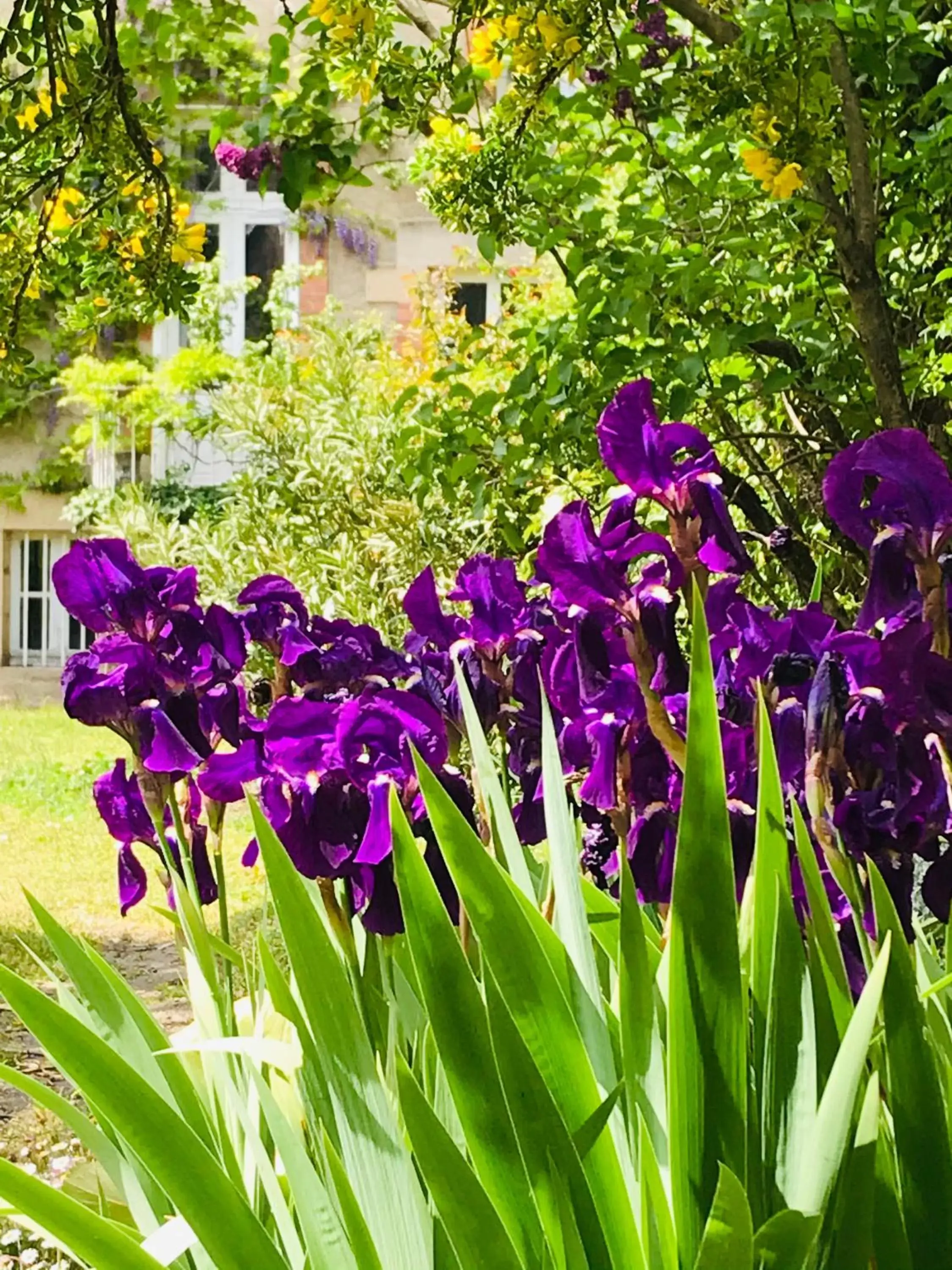 Garden in La Maison des Roses