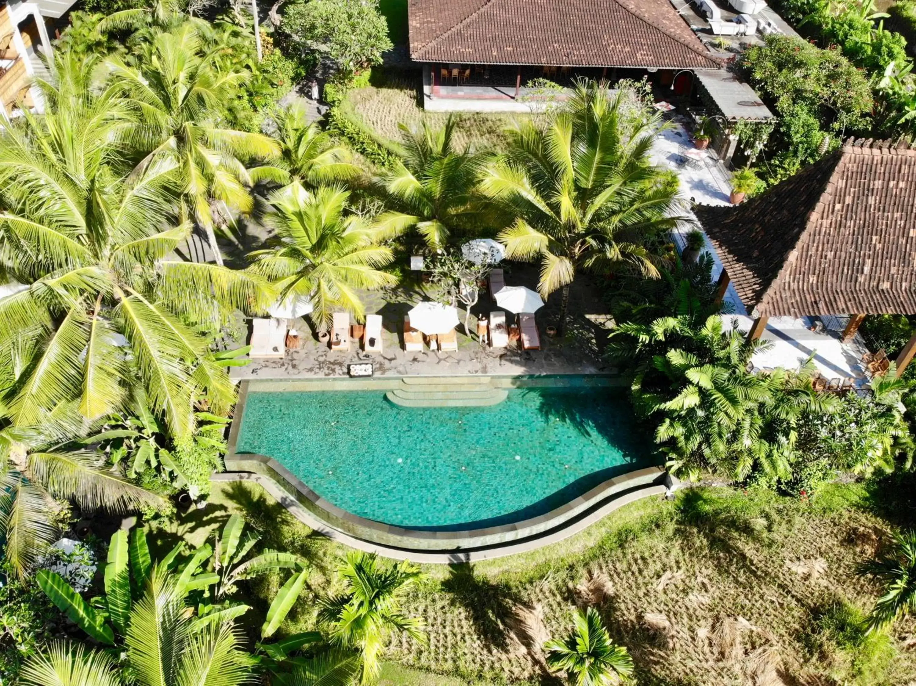 Pool view in Alaya Resort Ubud Pool view in Alaya Resort Ubud