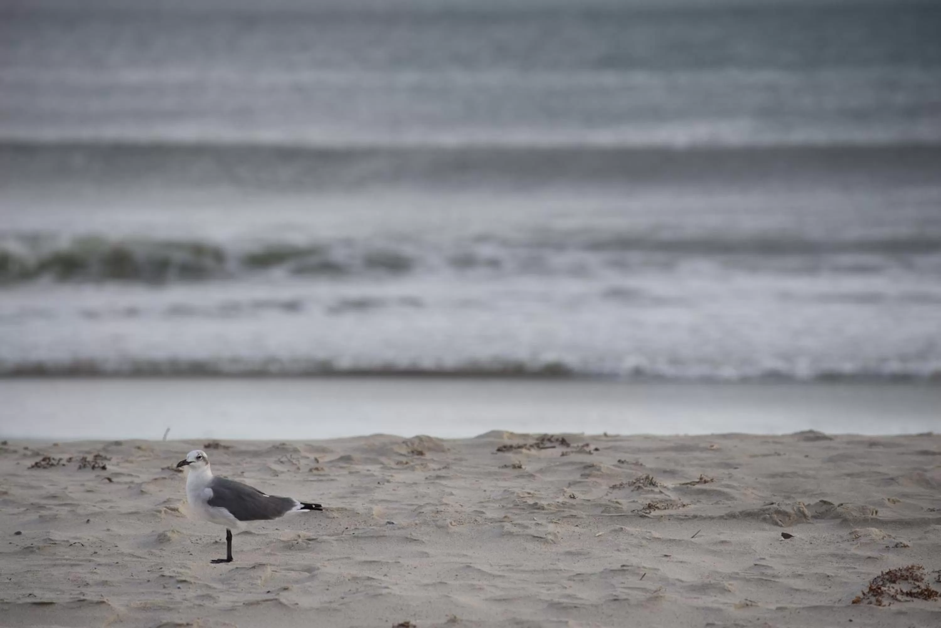 Beach in Atlantic Beach Resort, a Ramada by Wyndham