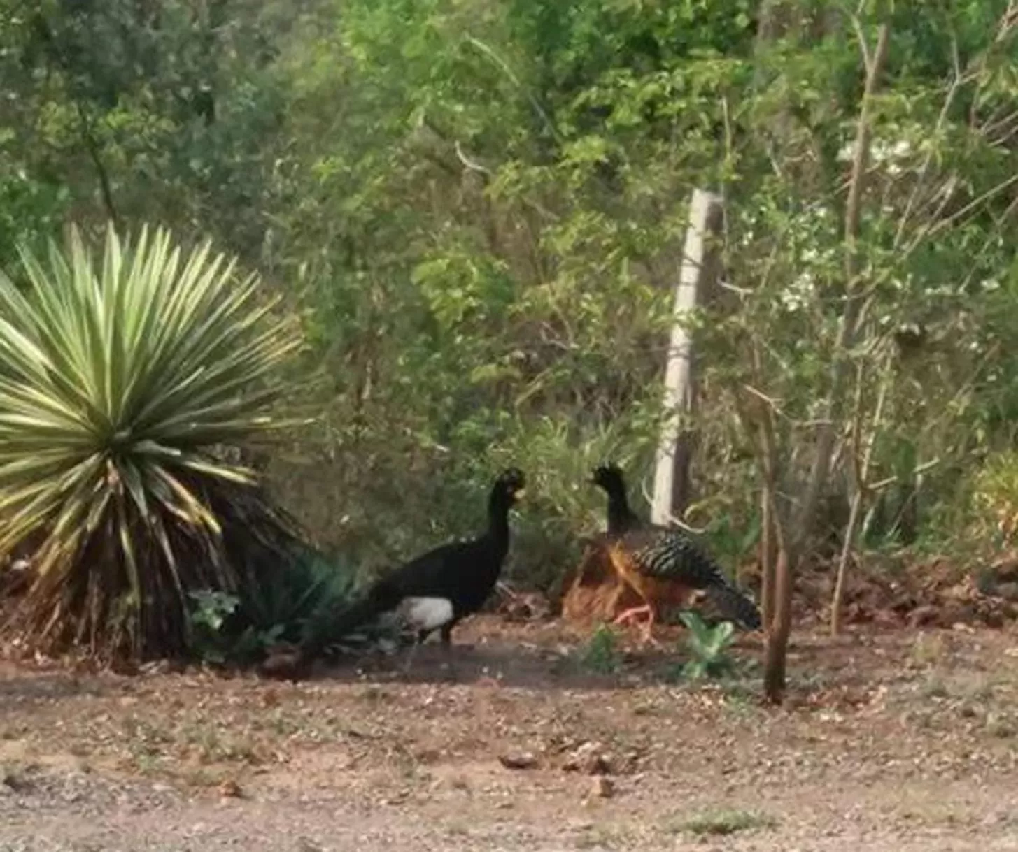 Animals, Other Animals in Pousada Di Luna