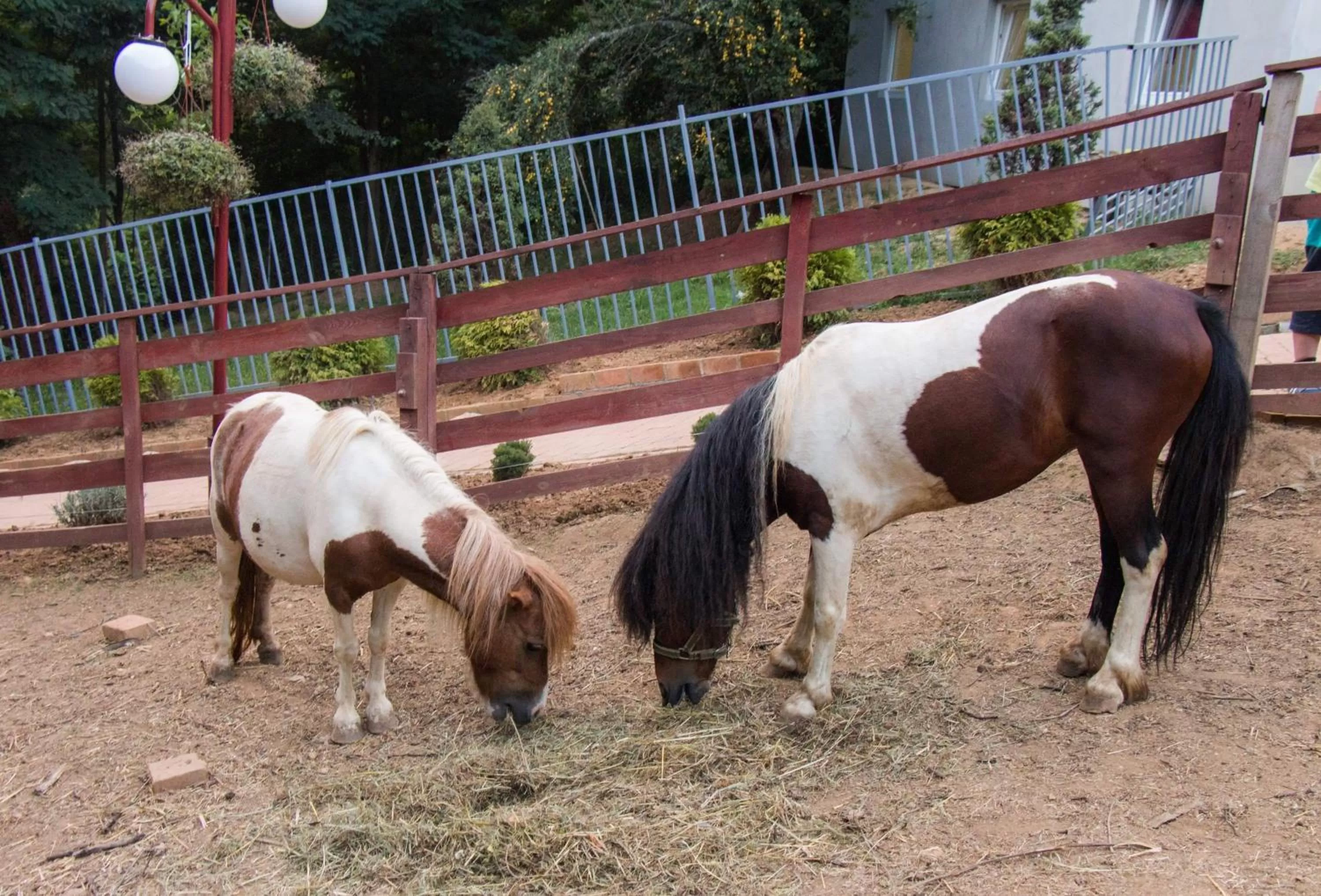 Animals in Etno selo Vile Jefimija, selo Preobrazenje, Vranje