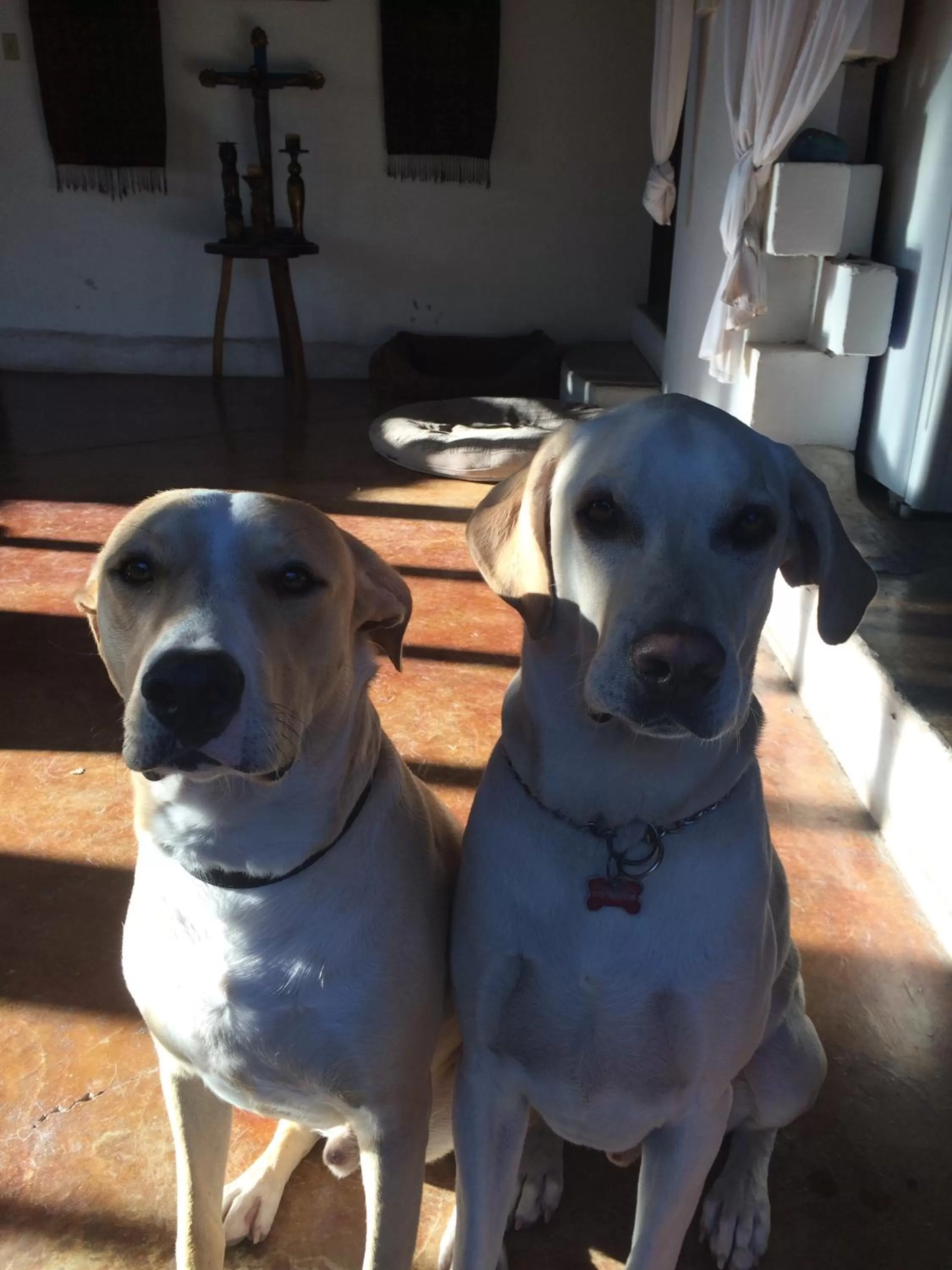 Pets in Hotel 1697 Loreto