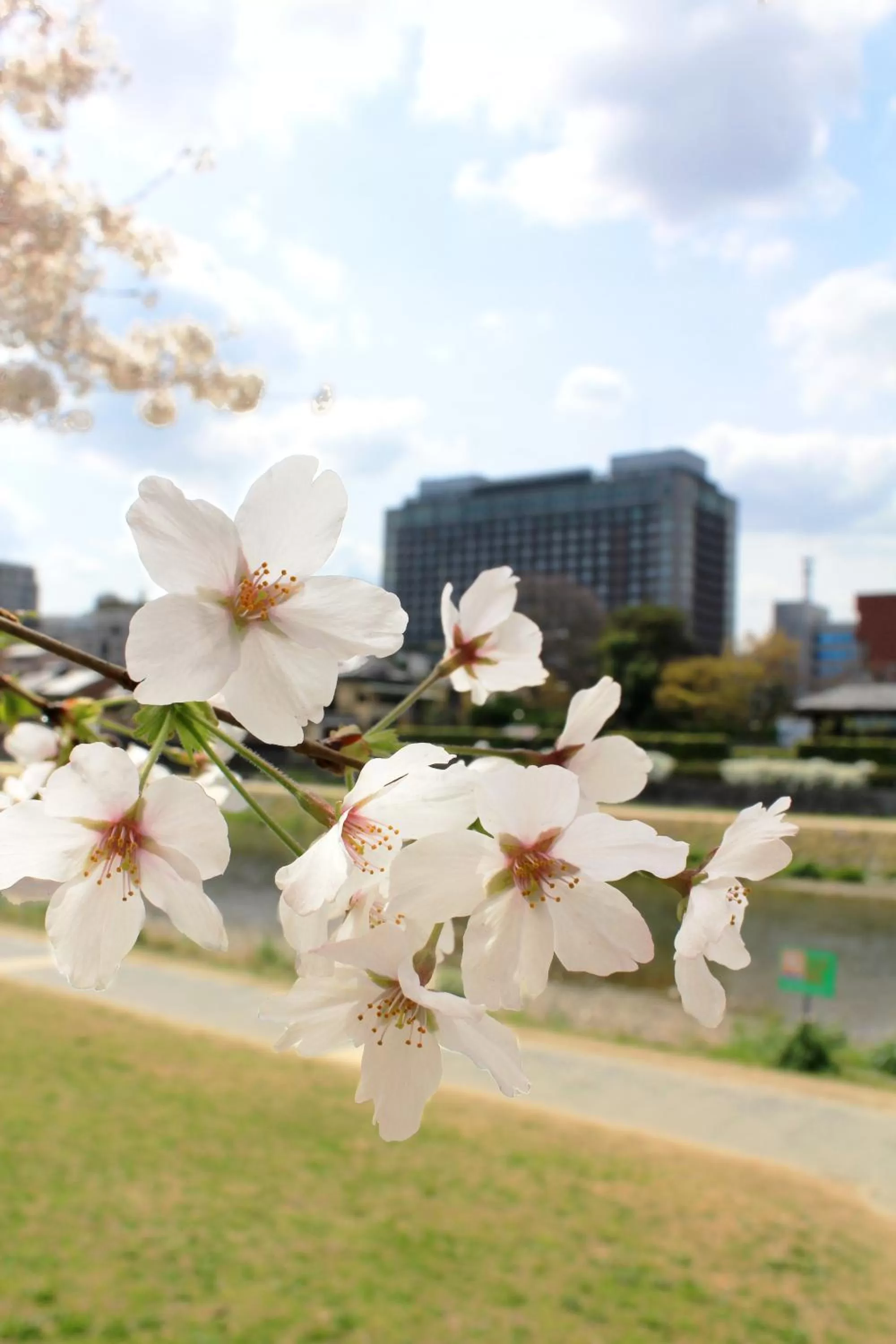 Spring in Hotel Okura Kyoto