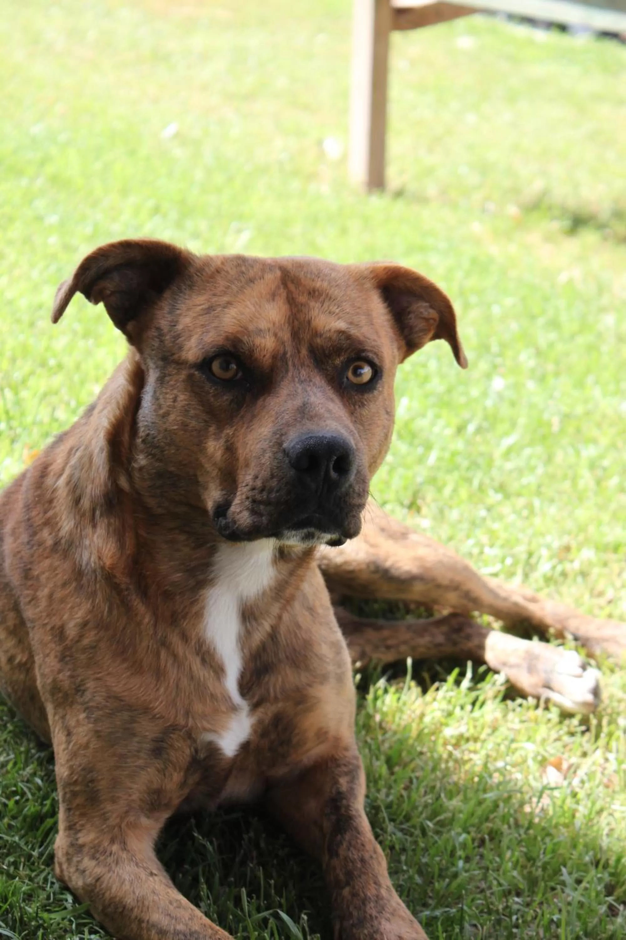 Animals in Eco Vista Hotel