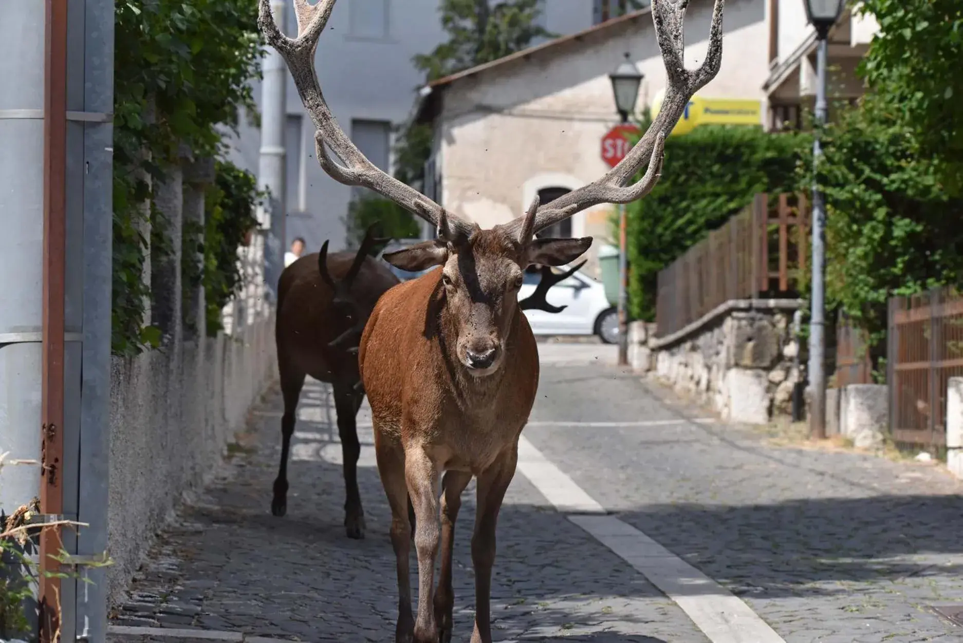 Other Animals in FILIPPONE HOTEL&RISTORANTE