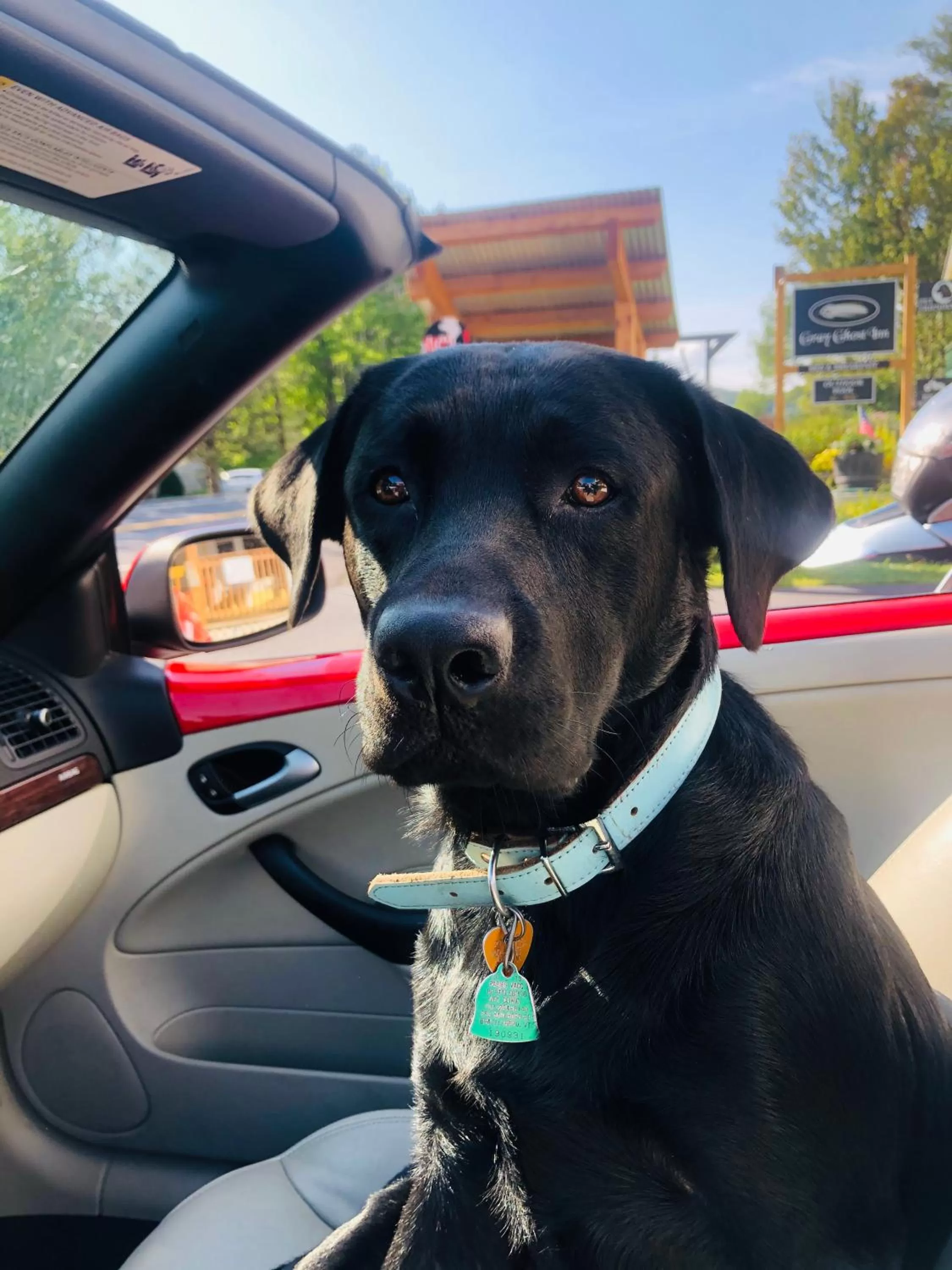 Pets in Gray Ghost Inn