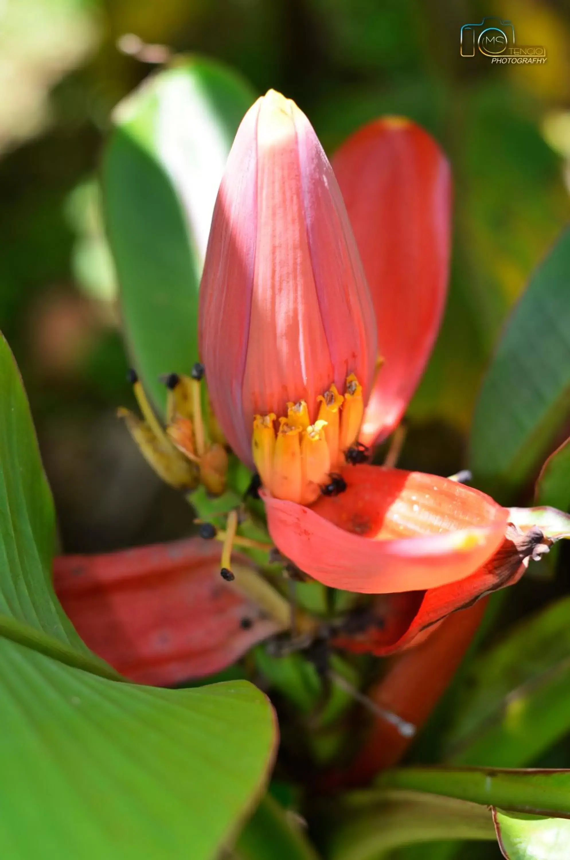 Animals, Food in Villa Pacande Bed and FreeBreakfast