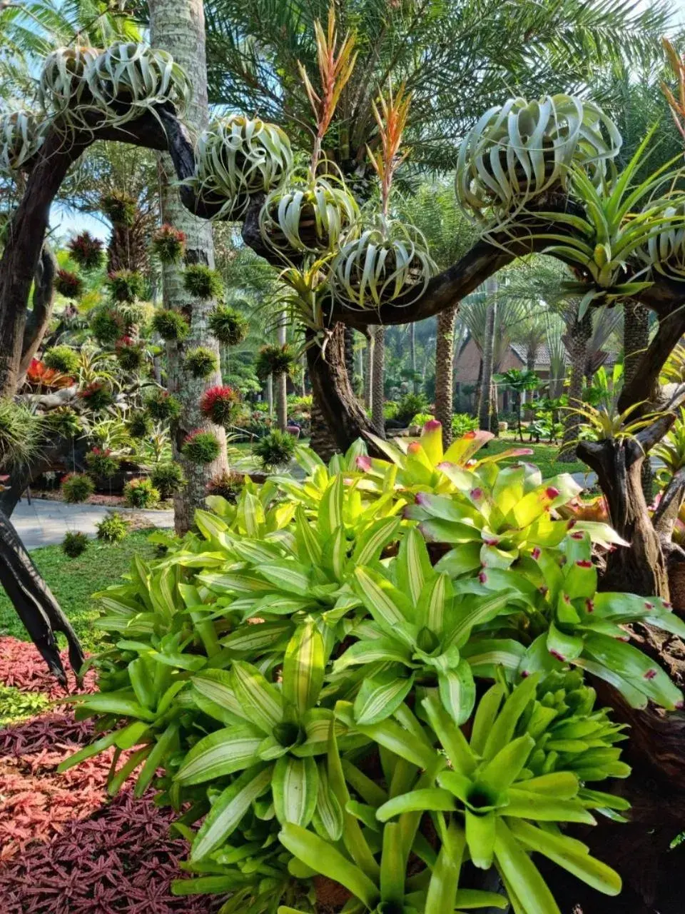 Garden in Coco Palm Beach Resort & Spa