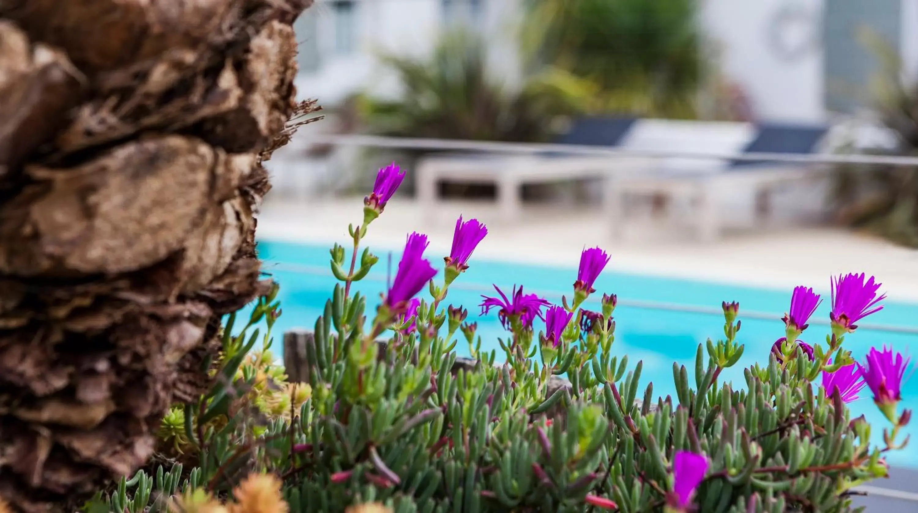 Garden, Swimming Pool in Hotel Les Bois Flottais