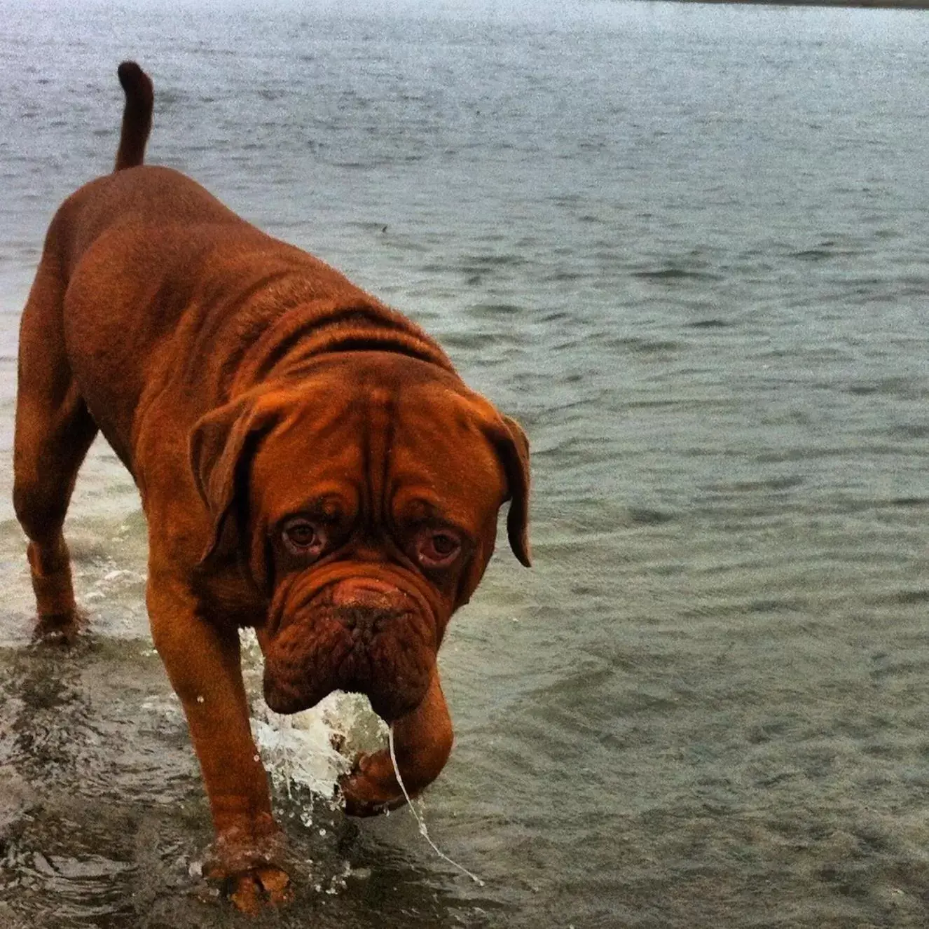 Pets in Ocean Villa Inn