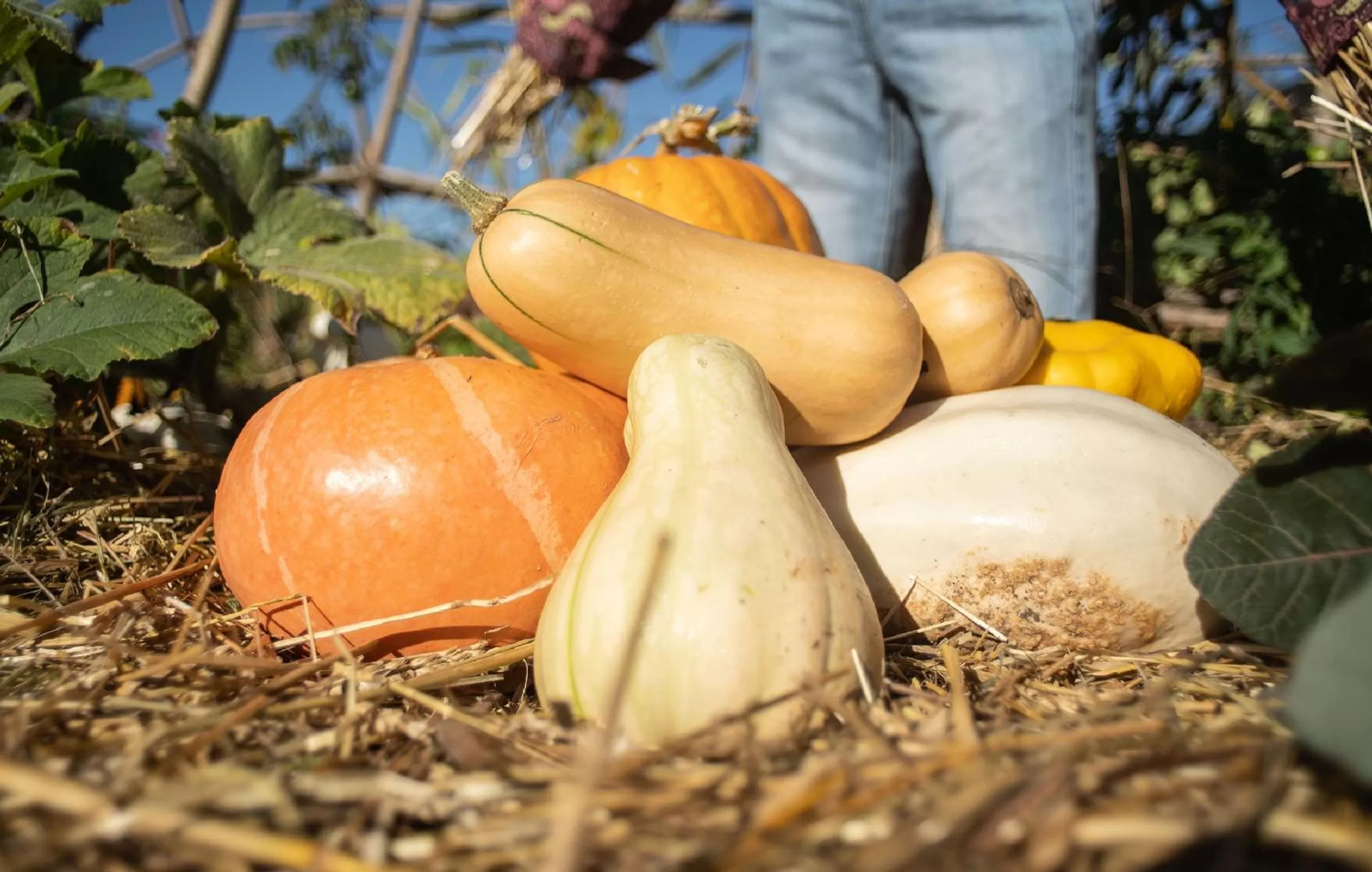 Garden in Le jardin des 4 saisons