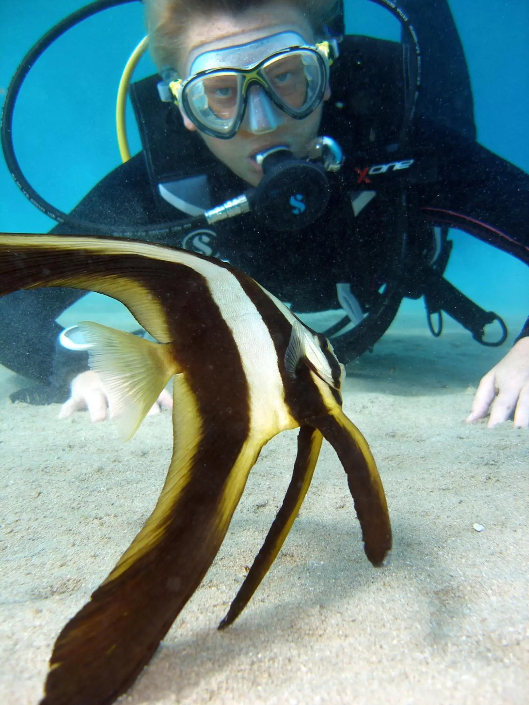 Diving, Snorkeling/Diving in Coral Sun Beach