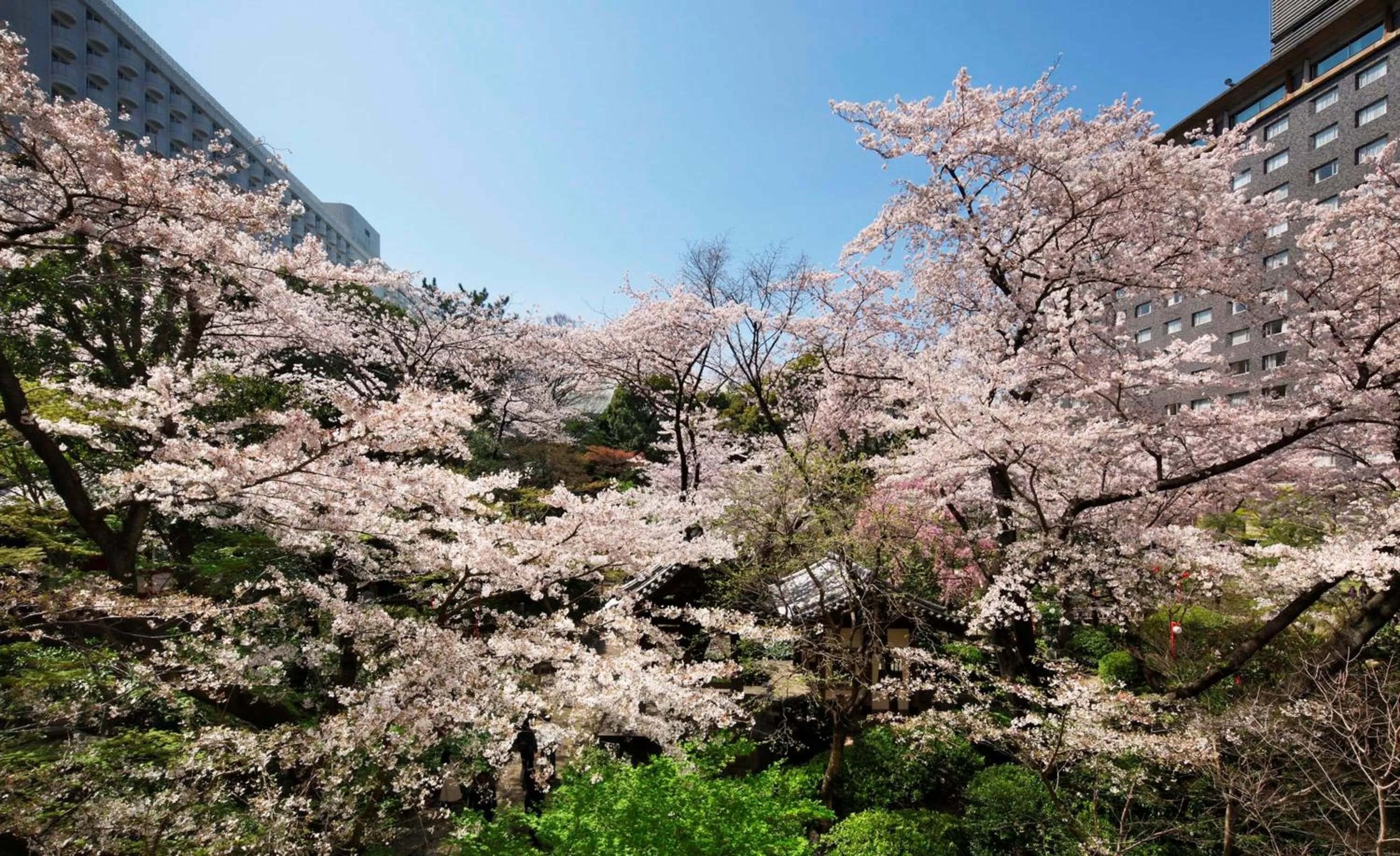 Natural landscape in Grand Prince Hotel Takanawa