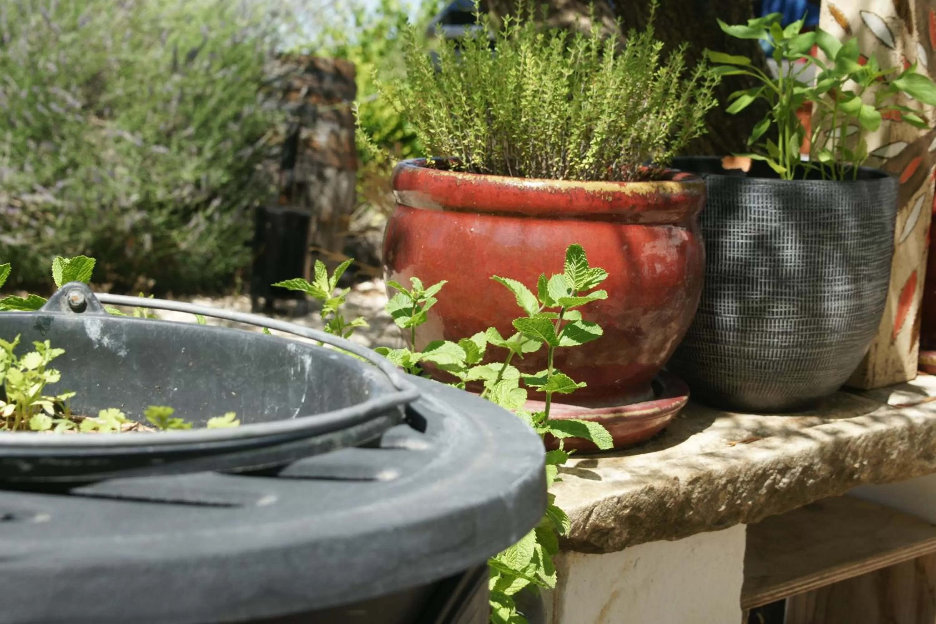Garden in Finca La Higuera - Boutique B&B